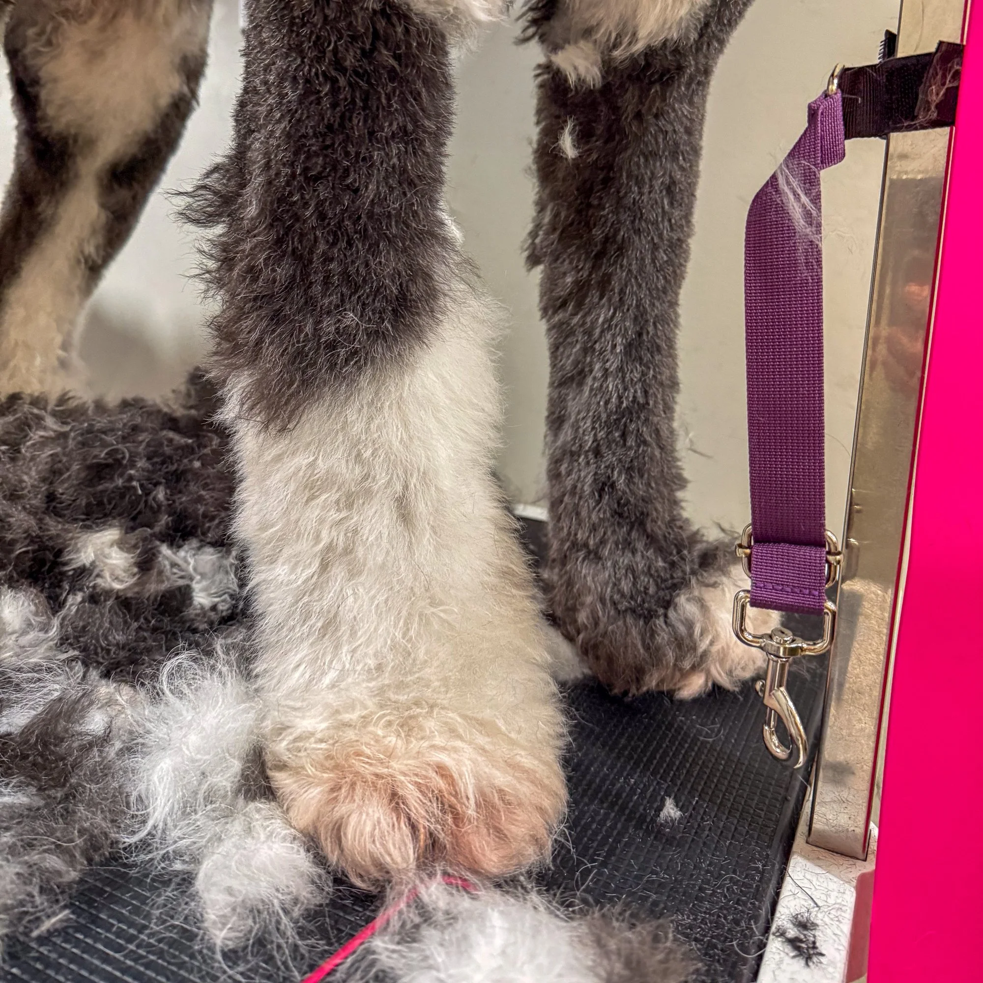 Spotlight: Niagara Dog Businesses