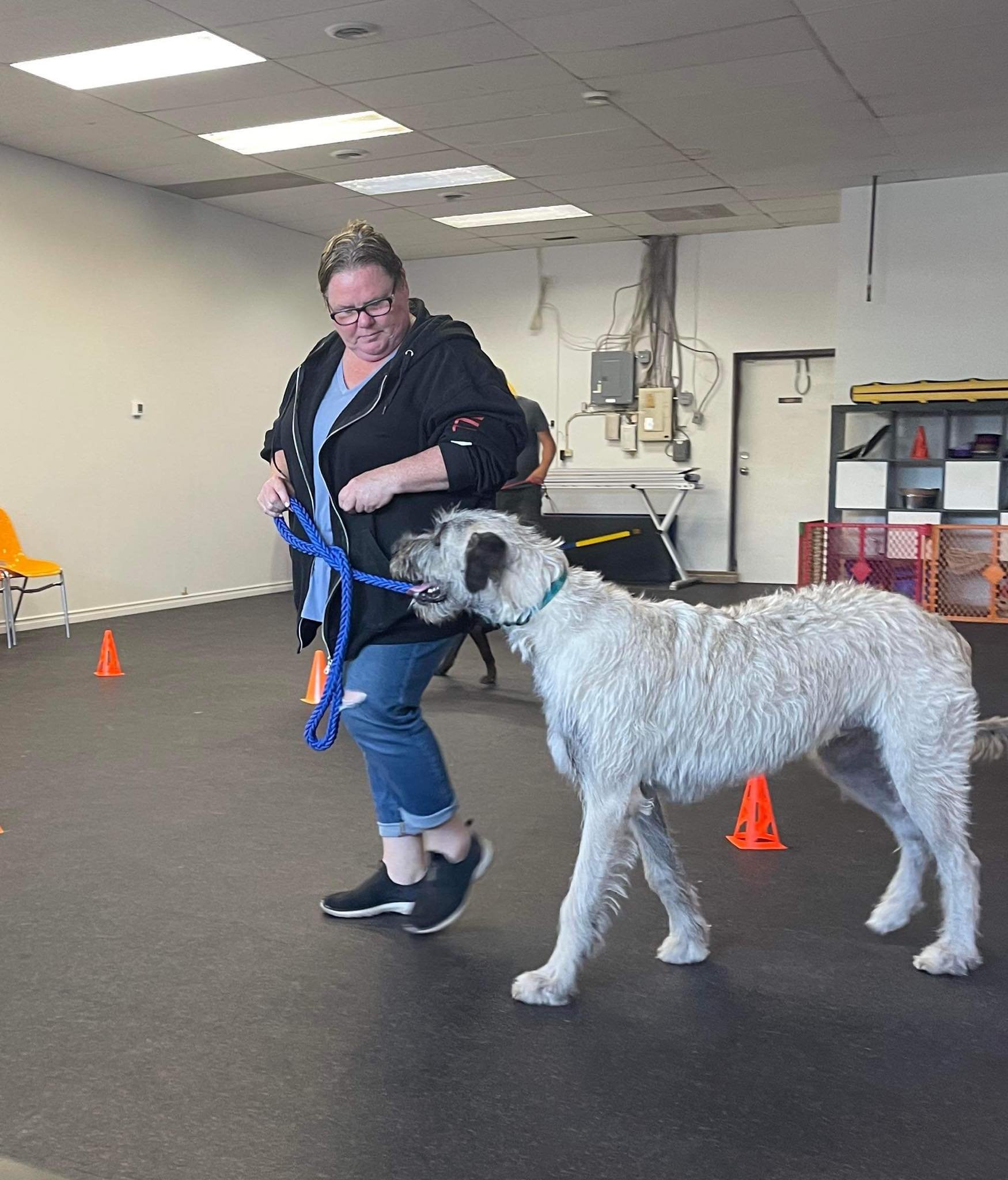 dog-mandi-all-dogs-welland.jpg