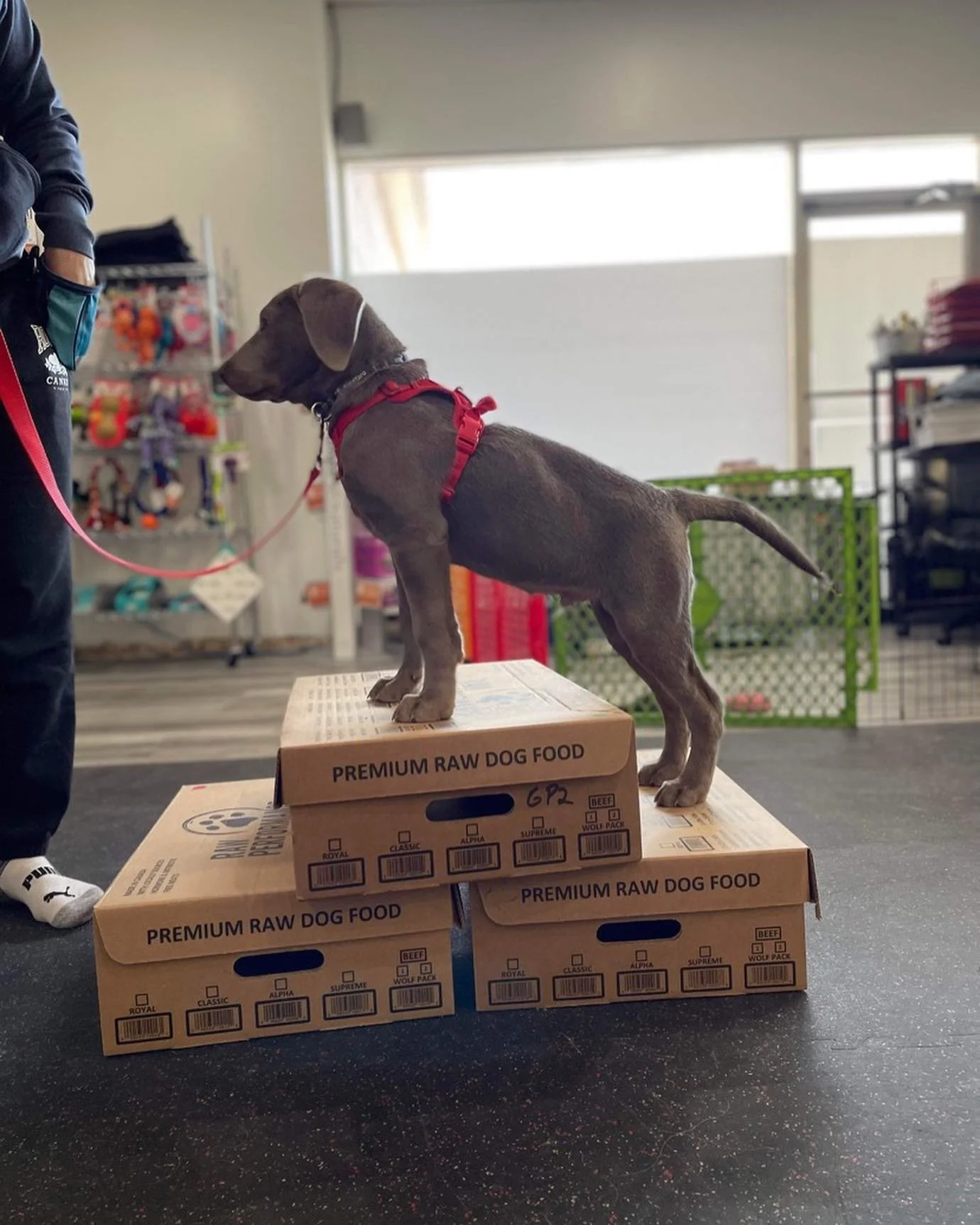 dog-food-training-all-dogs-welland.jpg