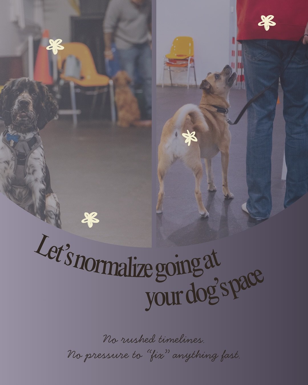 normalize-dog-pace-niagara.jpg