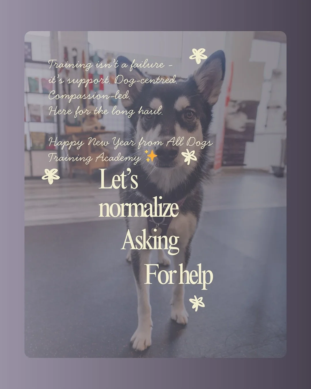 normalize-help-dog-welland.jpg