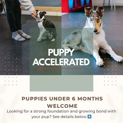 dog-training-advanced-welland.jpg