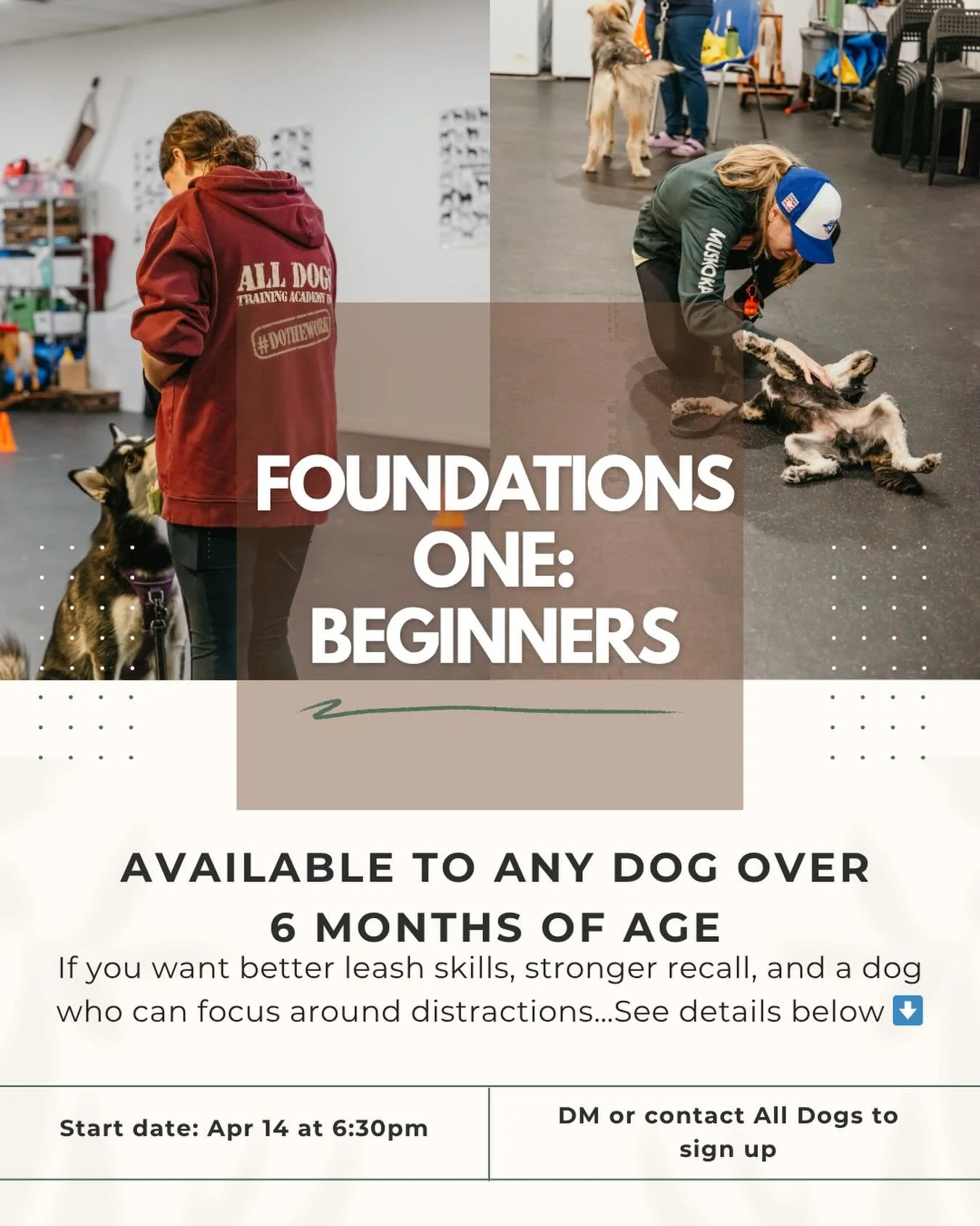 dog-training-foundations-welland.jpg