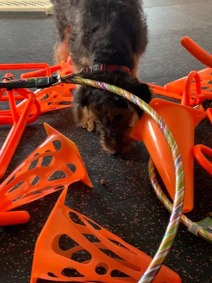 dog-mind-trianing-niagara.jpg