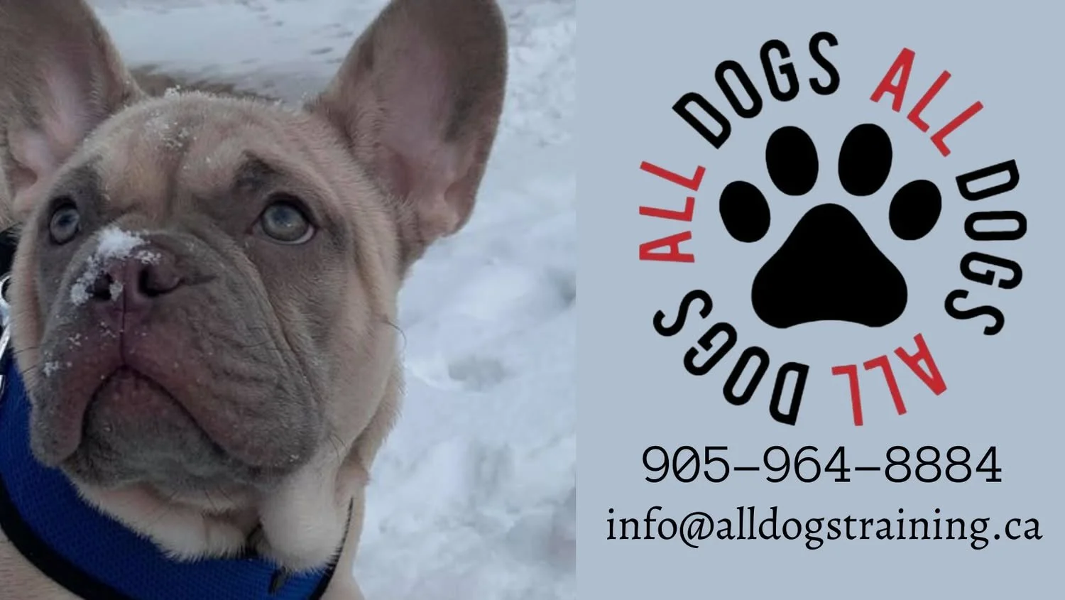 All Dogs Training Academy|Dog training in Welland Ontario