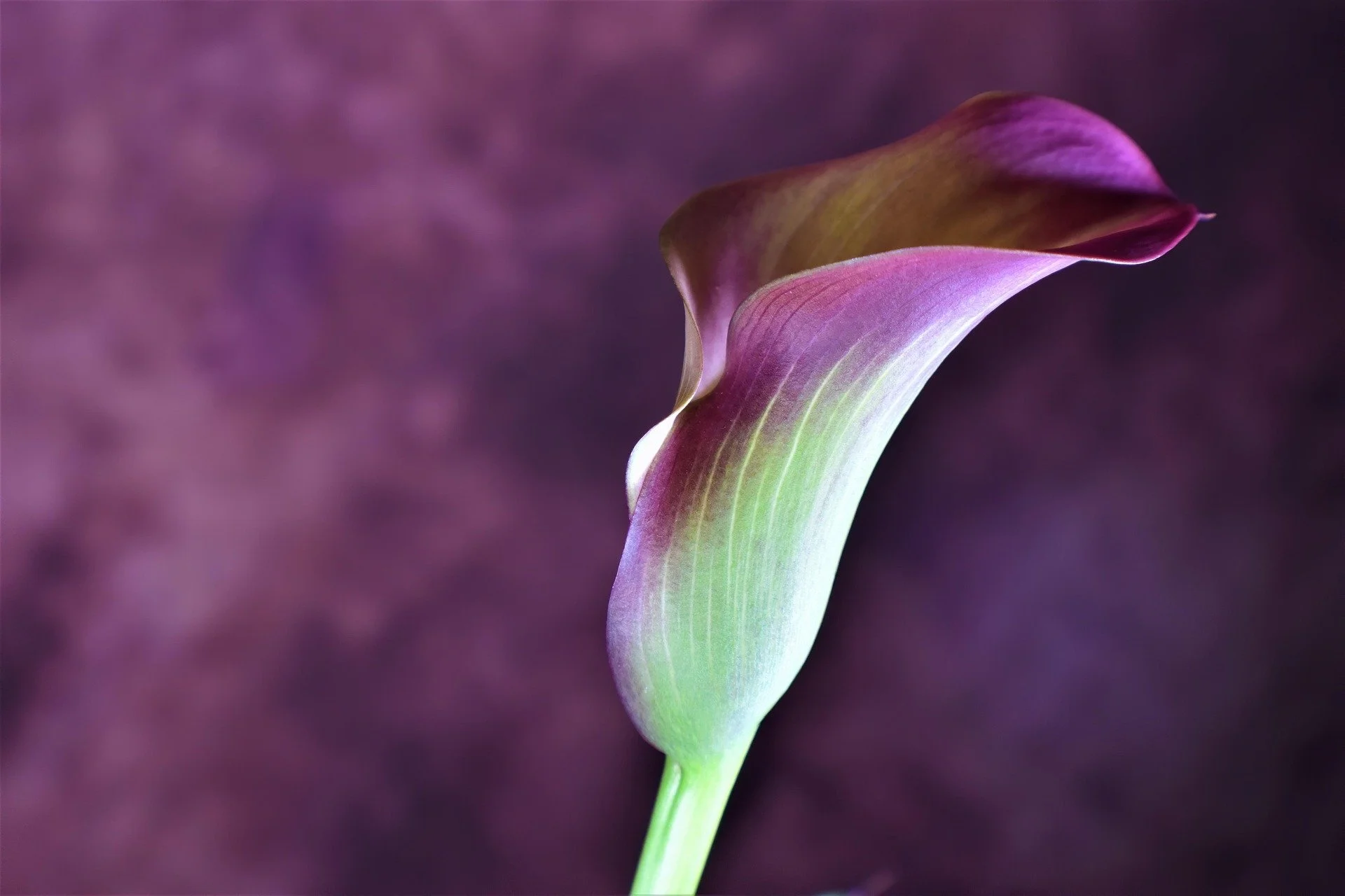 ray_shrewsberry-calla-lily-8025040_1920.jpg