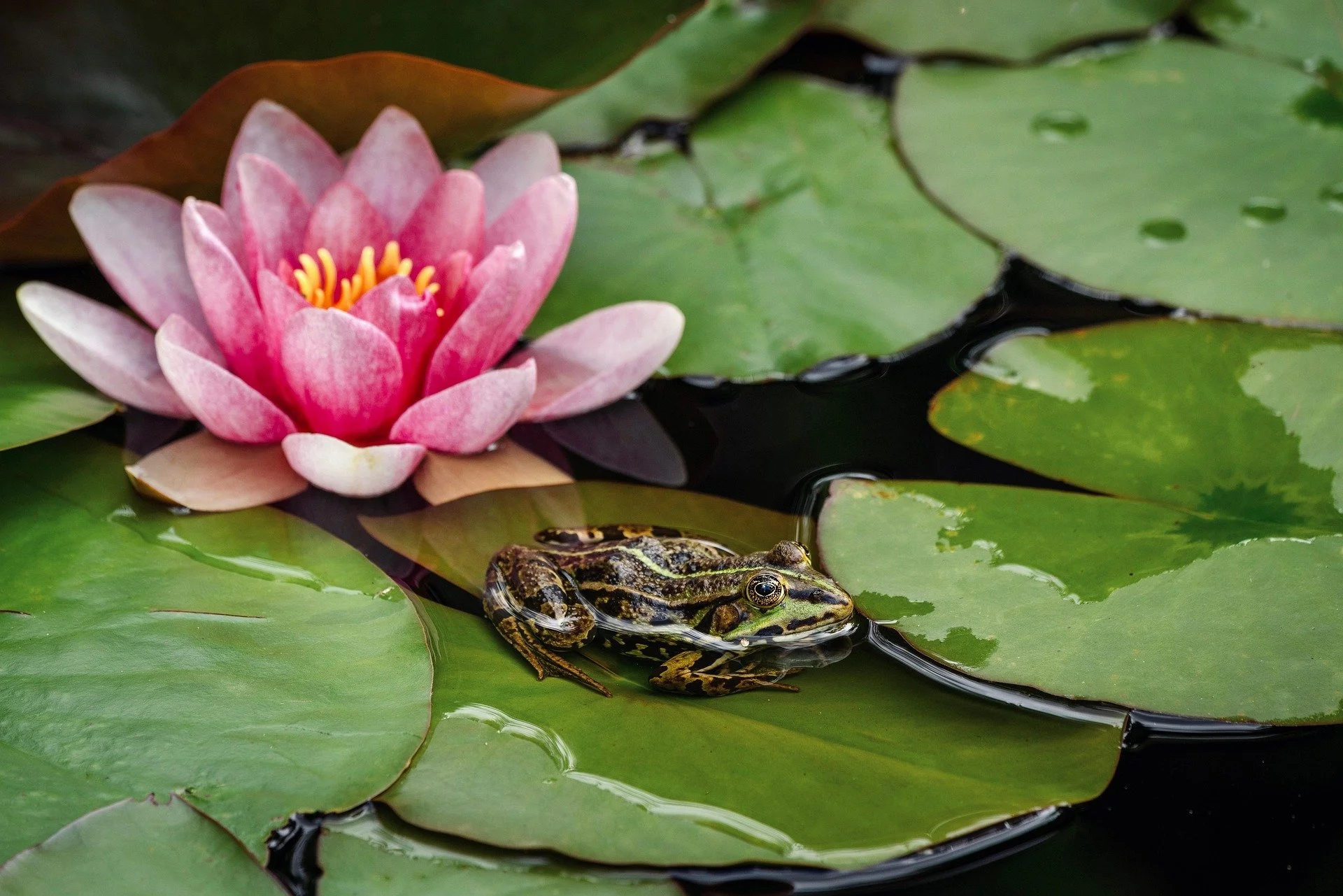 165106-yellow-water-lily-7253137_1920.jpg