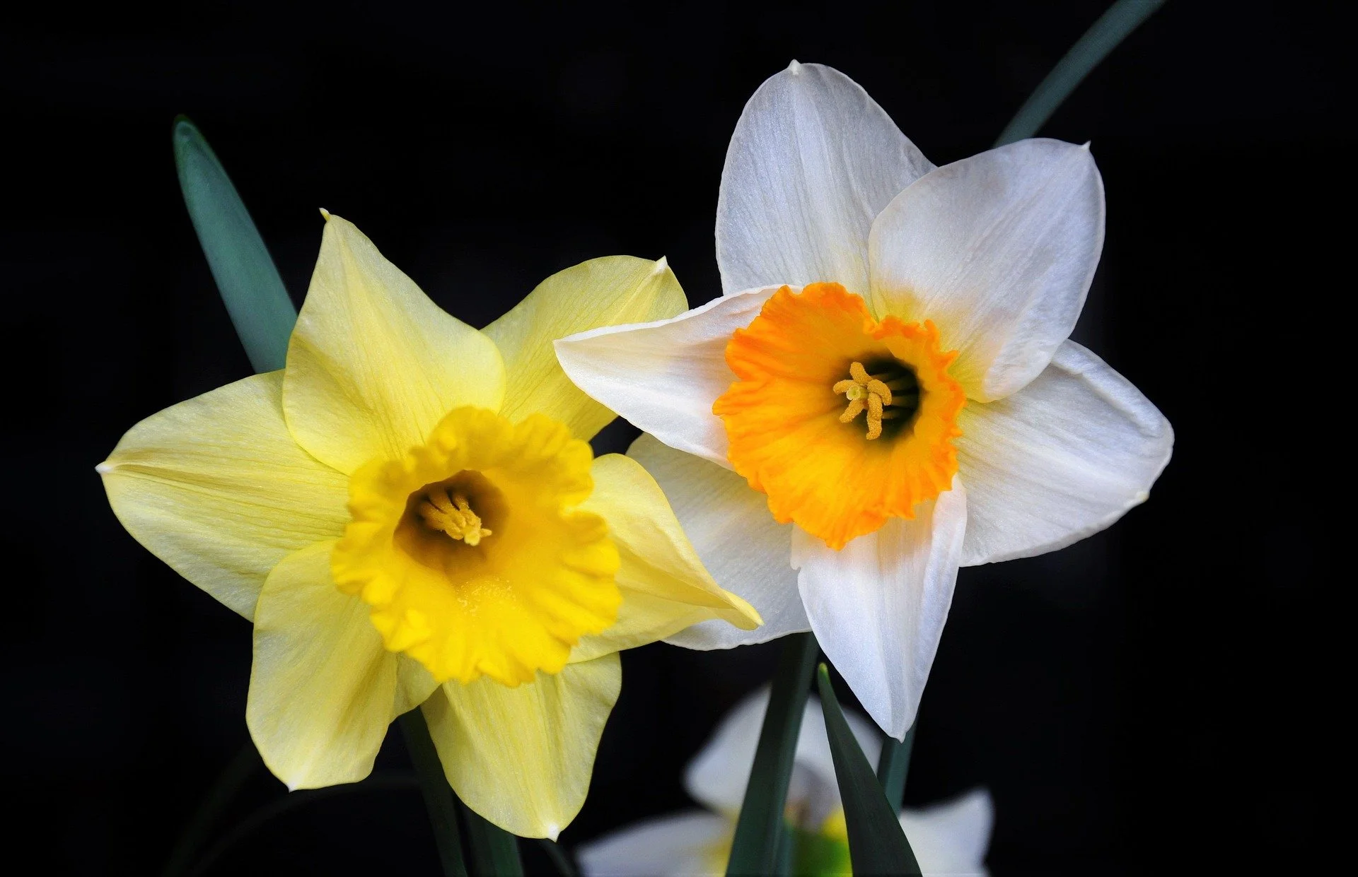 szjeno09190-daffodil-1318246_1920.jpg