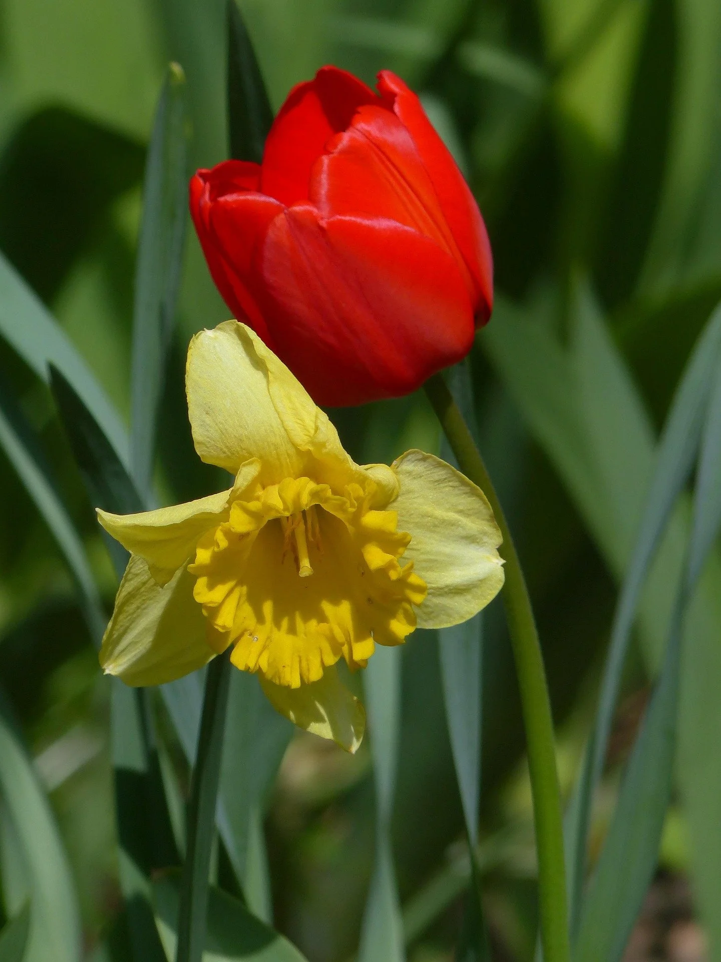 laila-tulip-6227151_1920.jpg