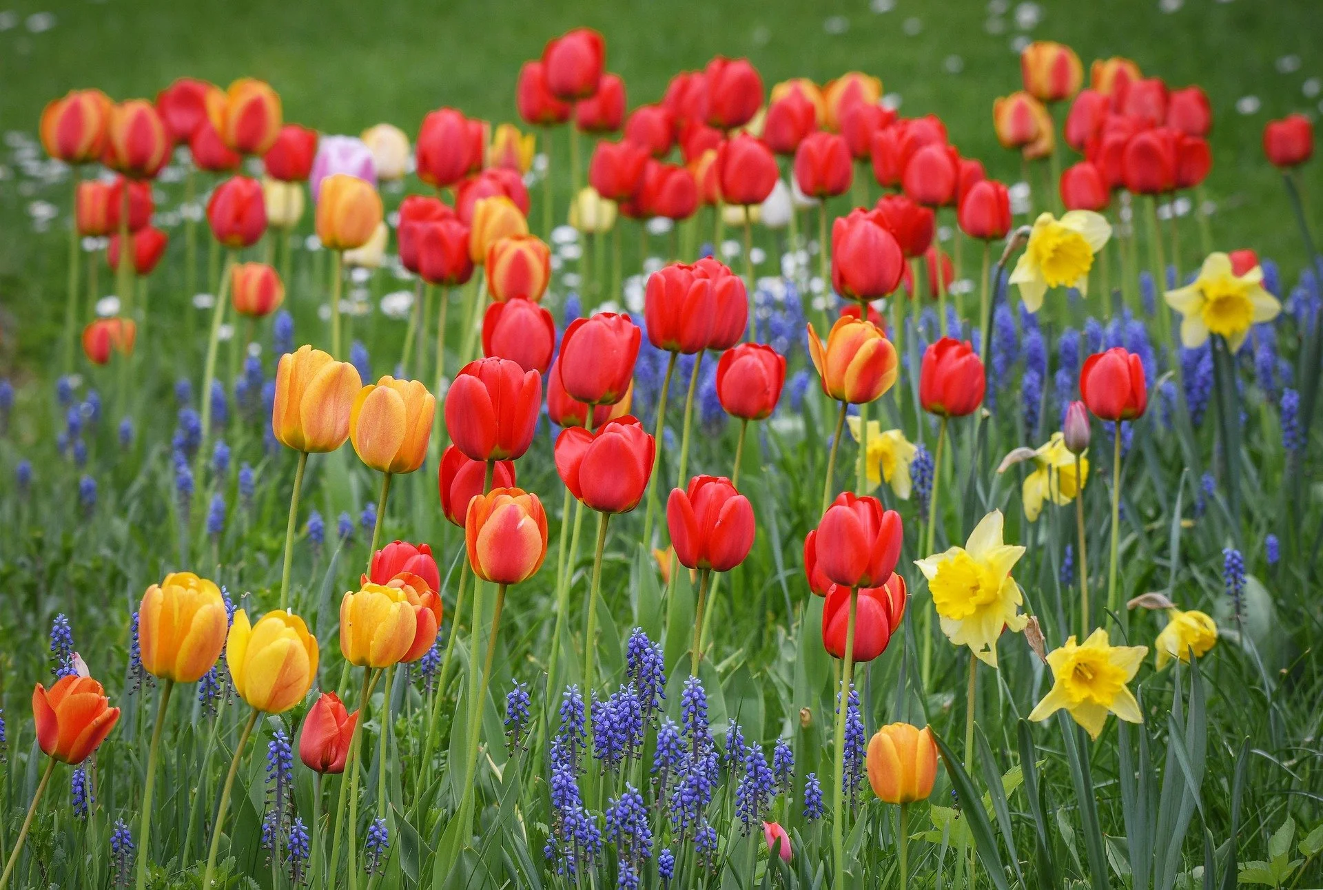 anders_mejlvang-flowers-6274514_1920.jpg