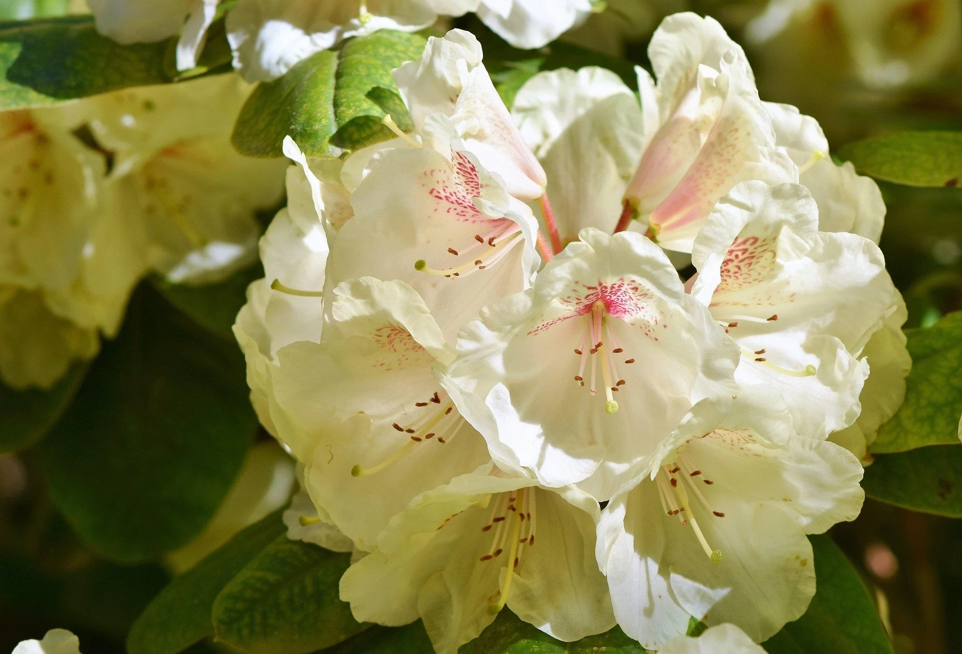 ralphs_fotos-rhododendron-3406532_1920.jpg