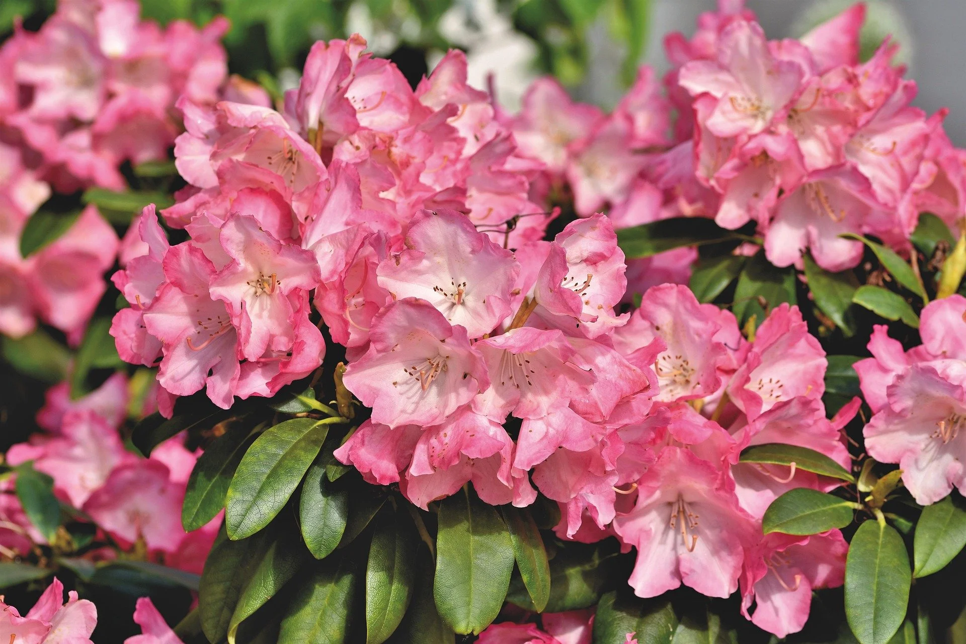 ralphs_fotos-rhododendron-5204356_1920.jpg