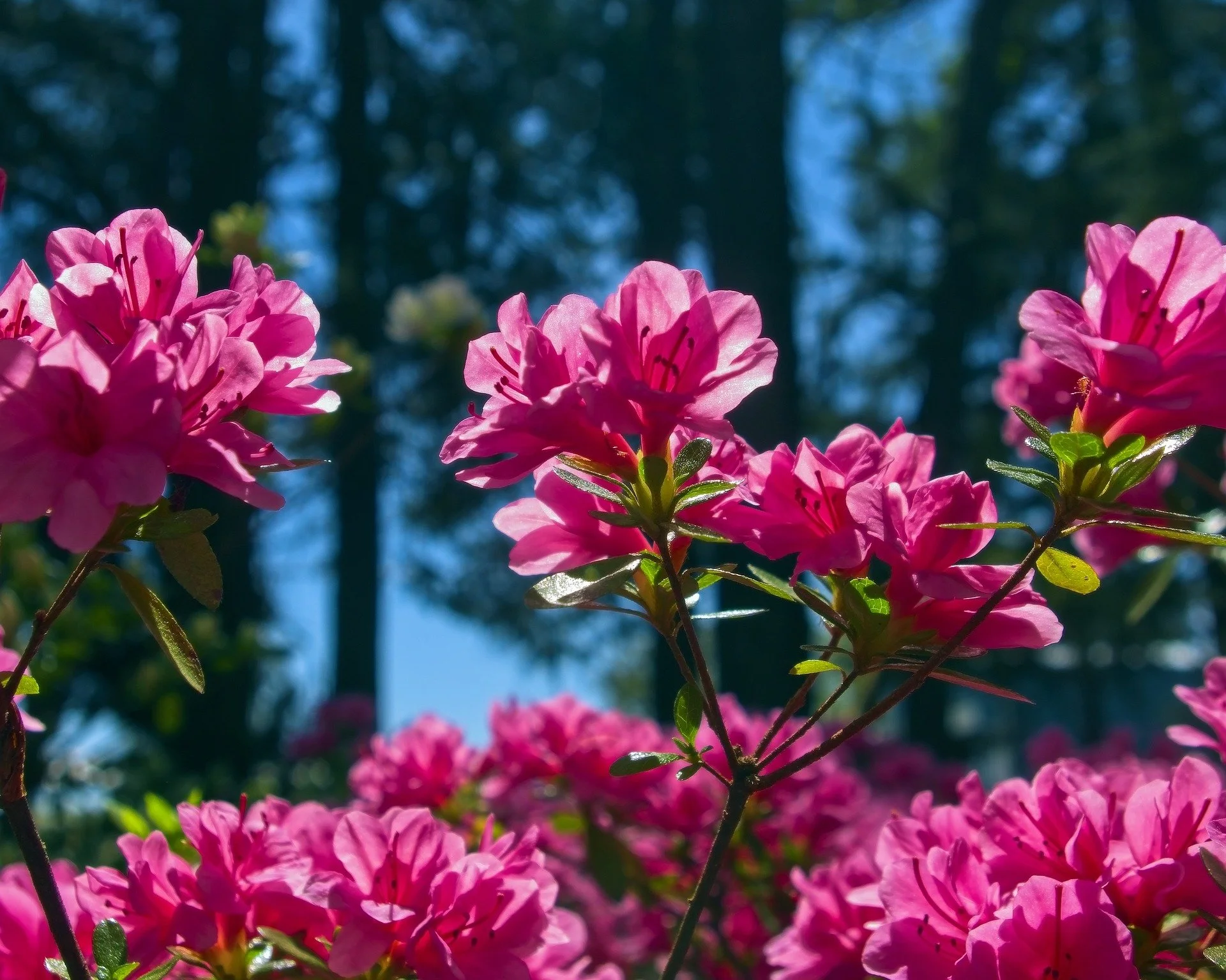 mikegoad-pink-azalea-in-arkansas-4128208_1920.jpg