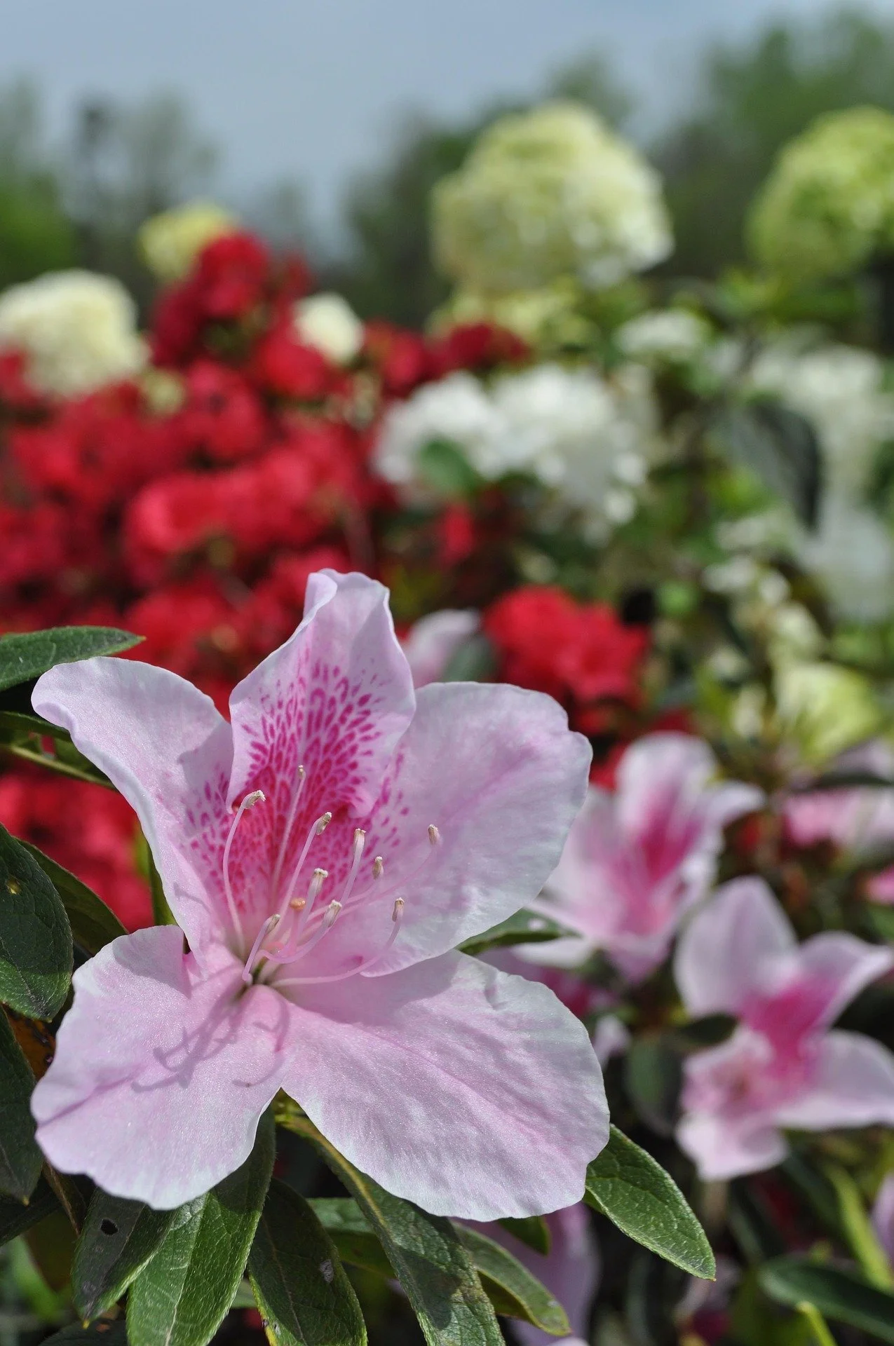 jls92-plants-5013817_1920.jpg