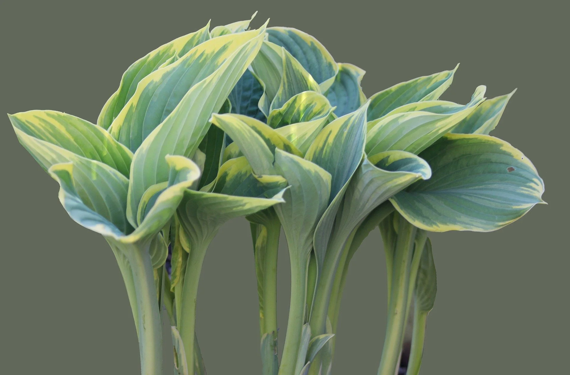 bluebudgie-plantain-lily-5283243_1920.jpg