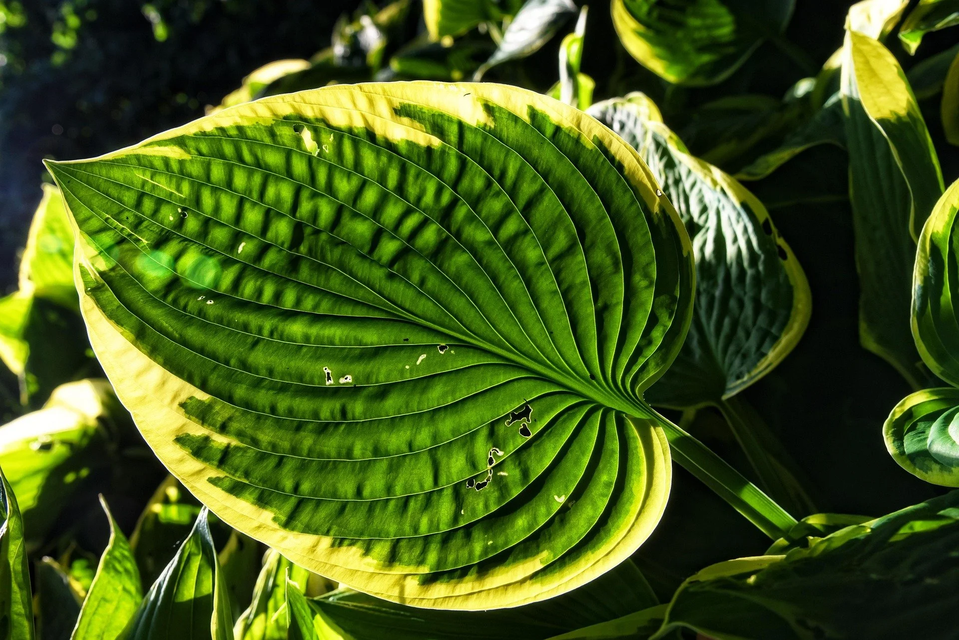 mabelamber-hosta-3456852_1920.jpg