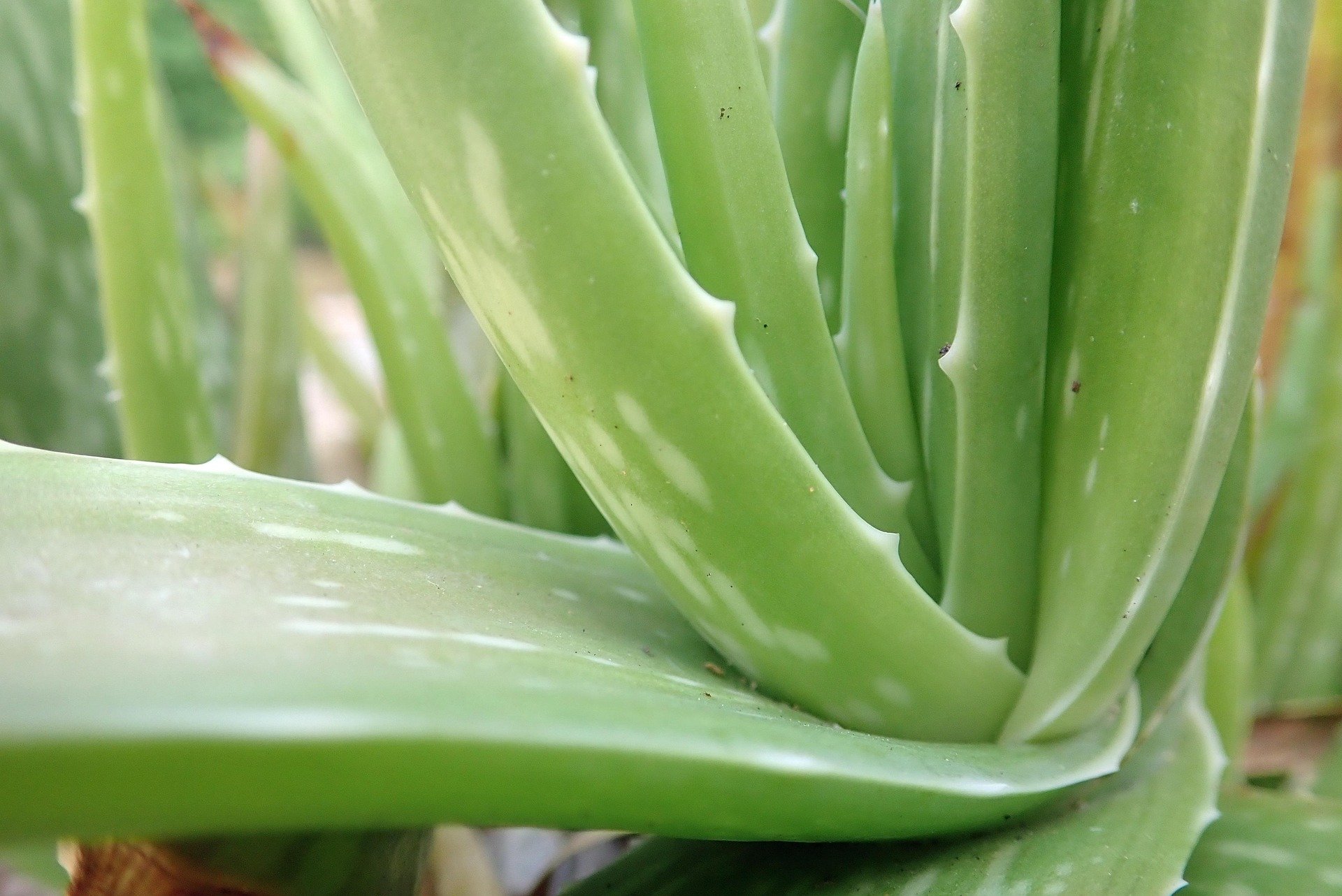 monicavolpin-aloe-vera-3590706_1920.jpg