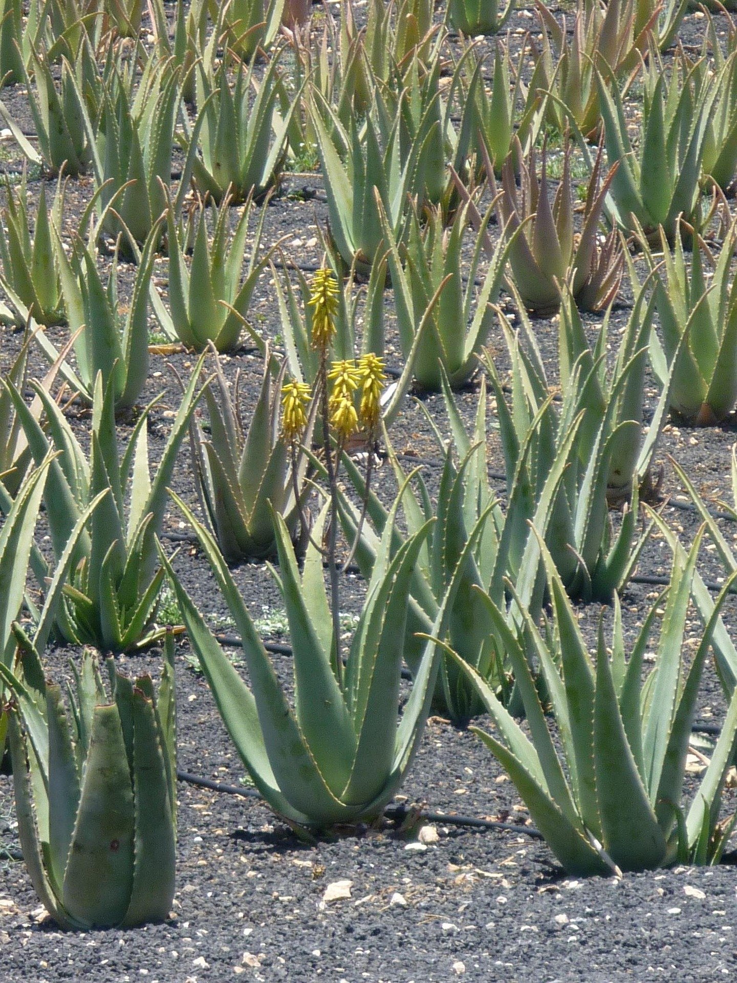 anajim-plantation-1759286_1920.jpg