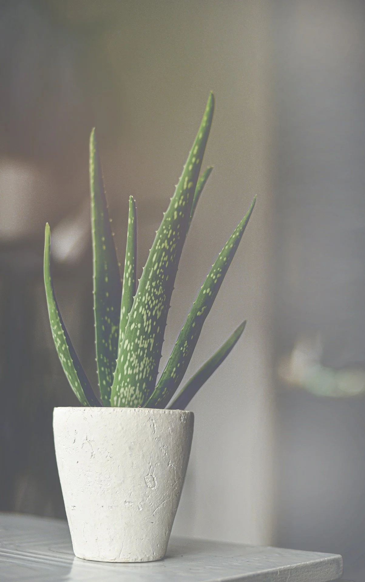 monicore-aloe-vera-5157522_1920.jpg