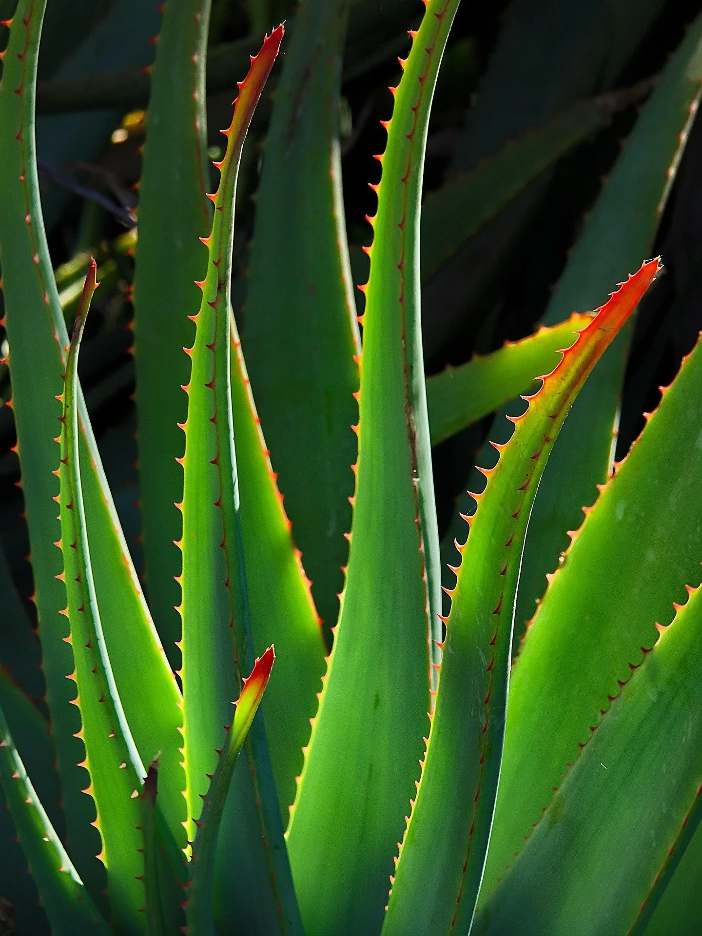 lillolillolillo-plant-6544088_1920.jpg