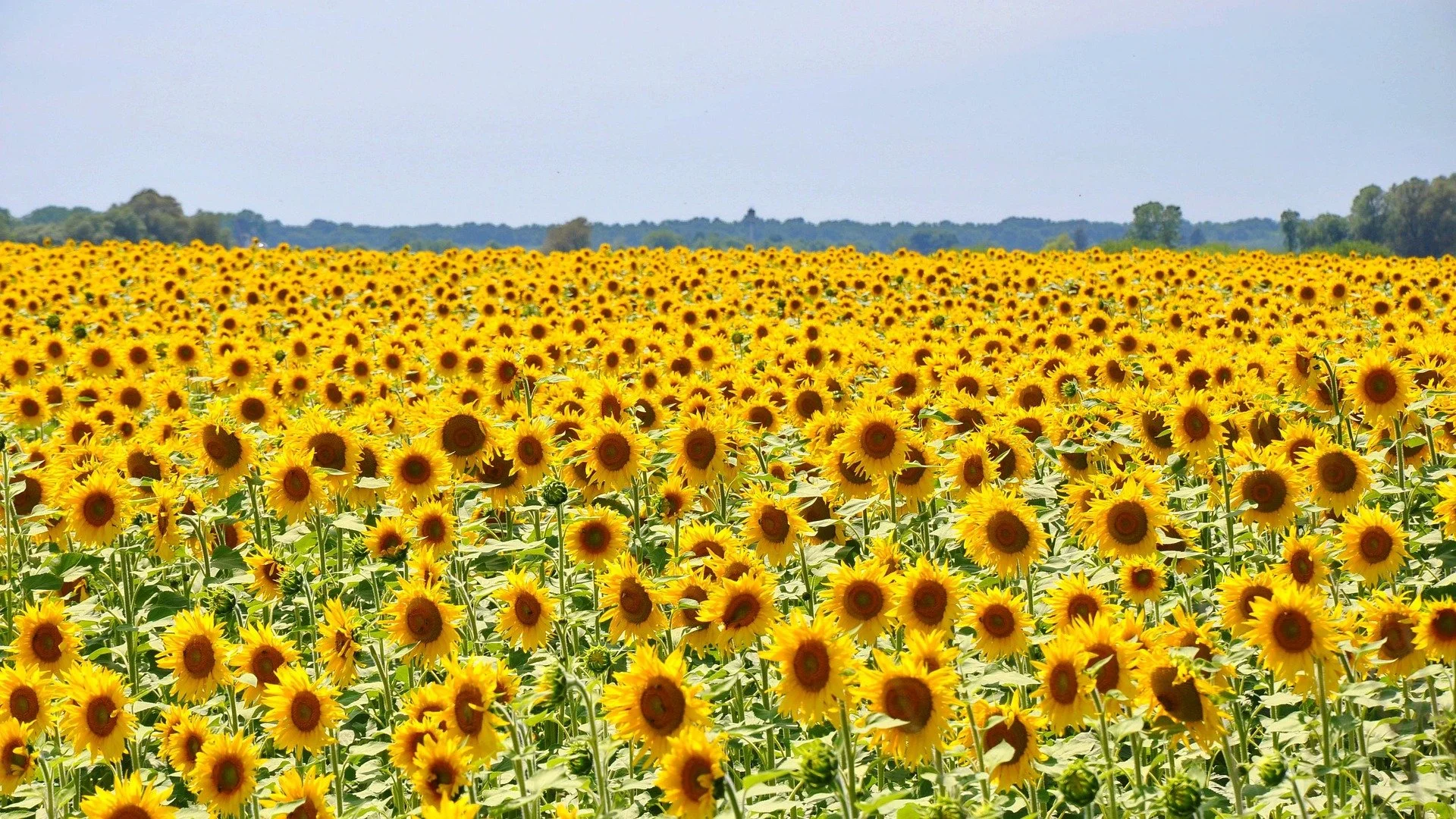szjeno09190-sunflower-832793_1920.jpg