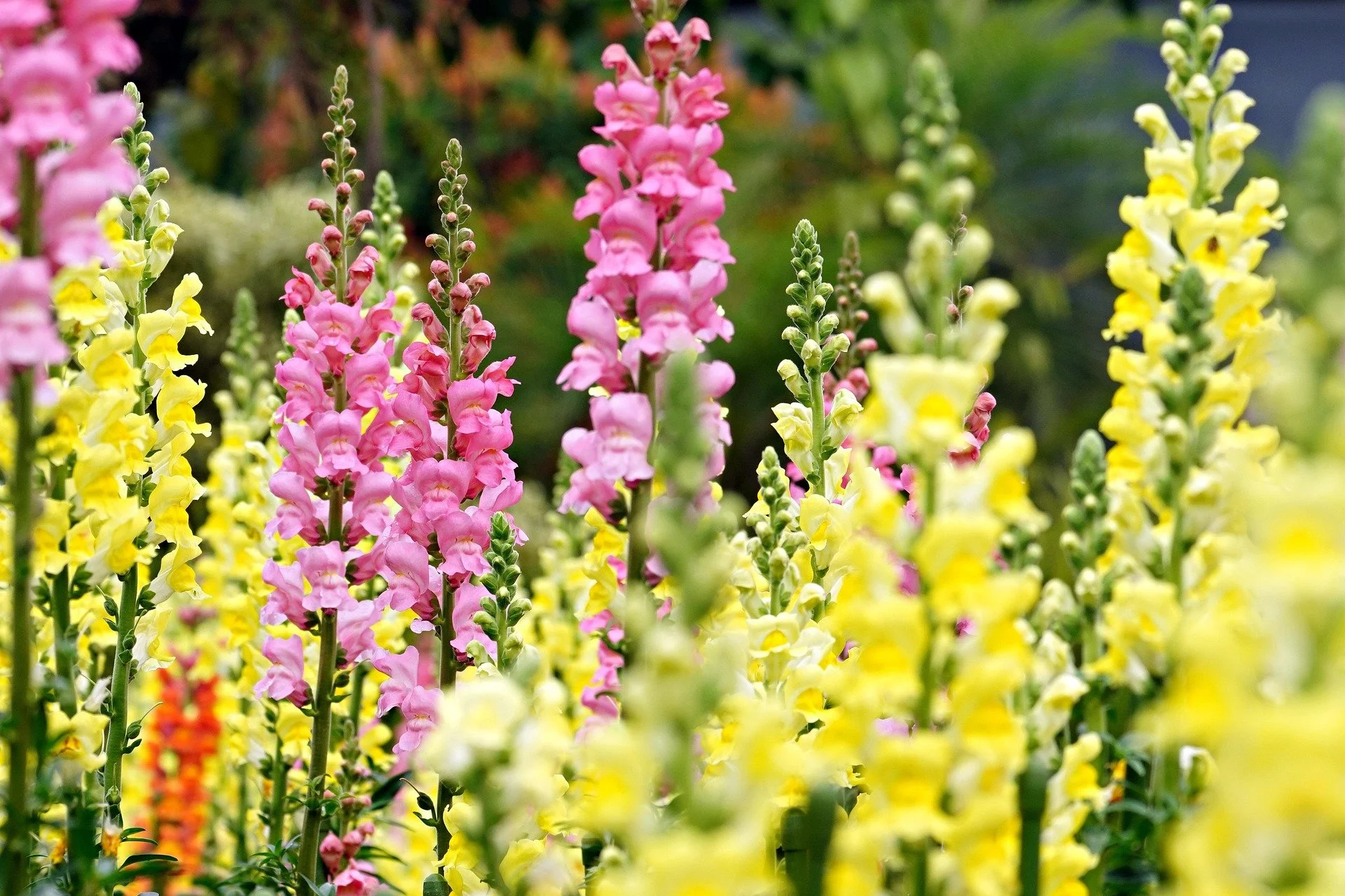 ignartonosbg-flowers-7069228_1920.jpg