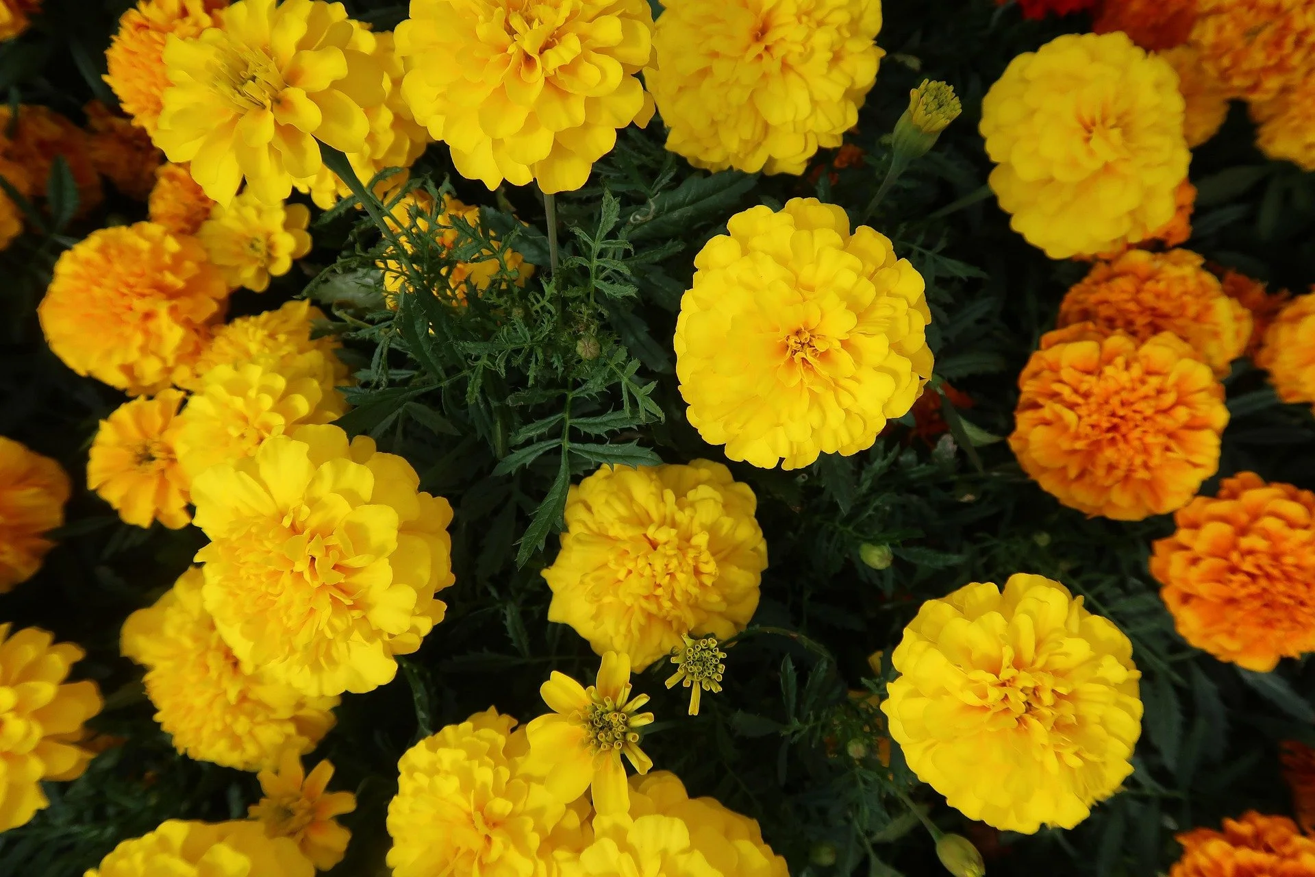 yganeshbabu-marigold-4718906_1920.jpg
