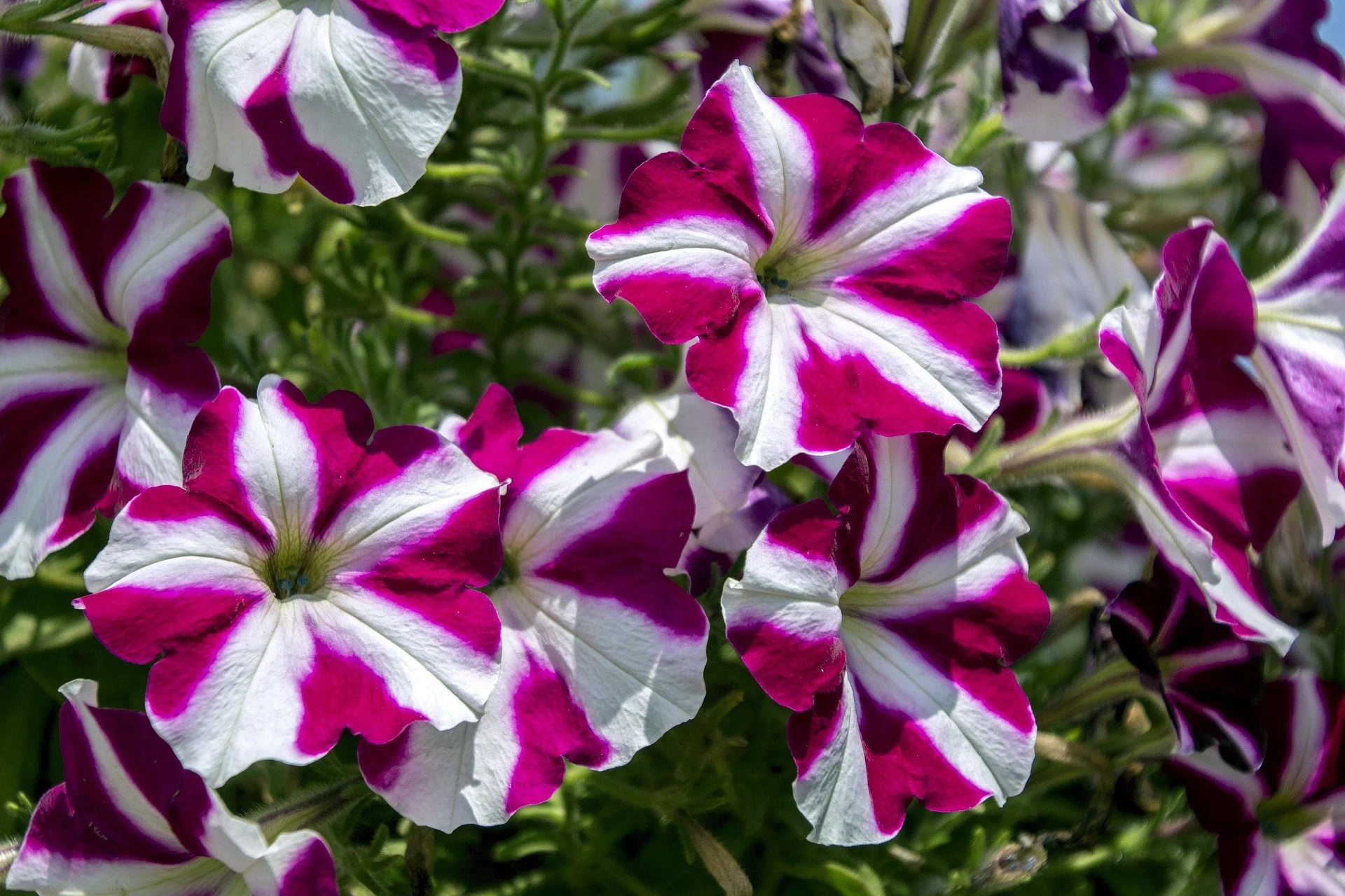 joaoboliver-exotic-flower-2727219_1920.jpg