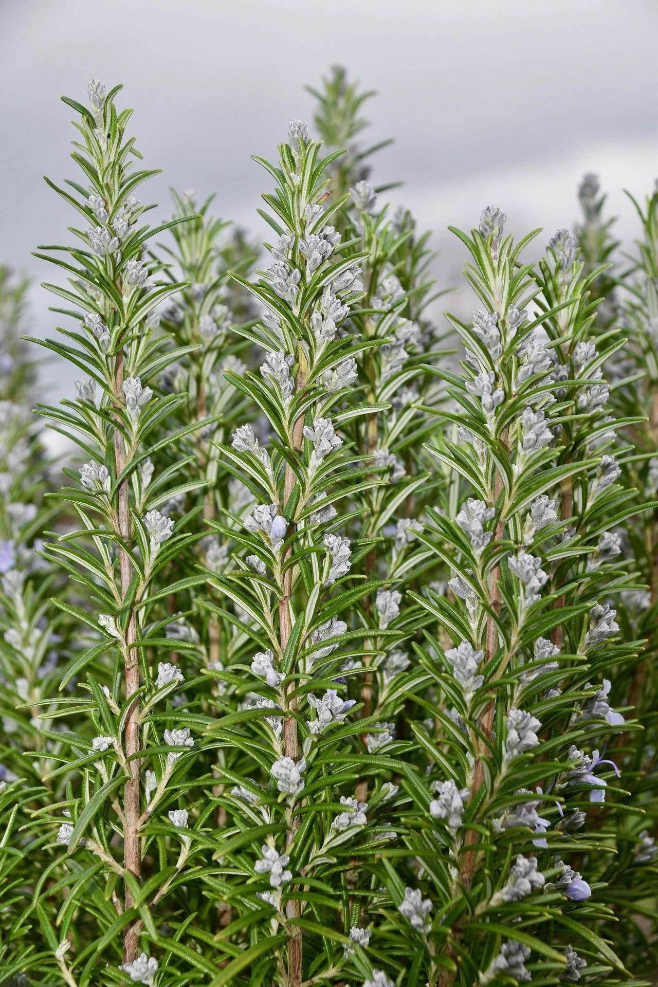 jaclou-dl-rosemary-4886959_1920.jpg