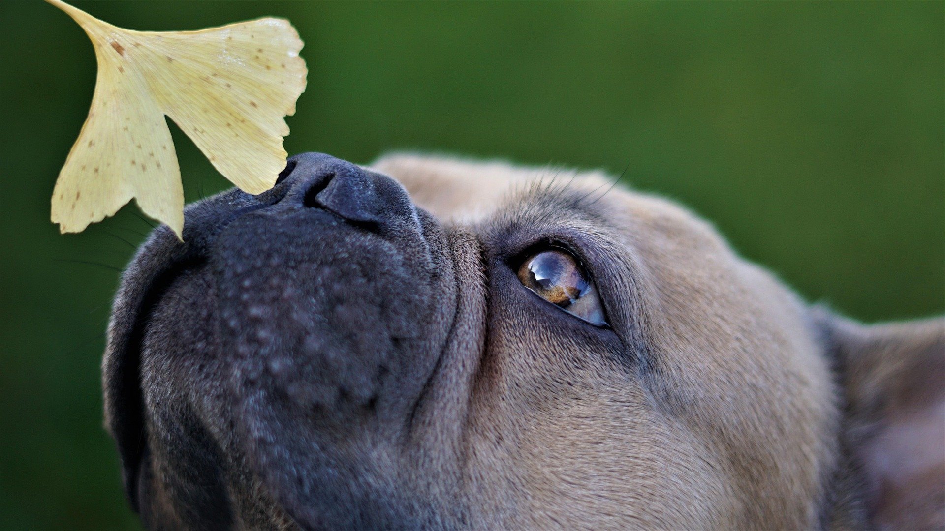 Common Toxic Plants Every Dog Owner Should Know About