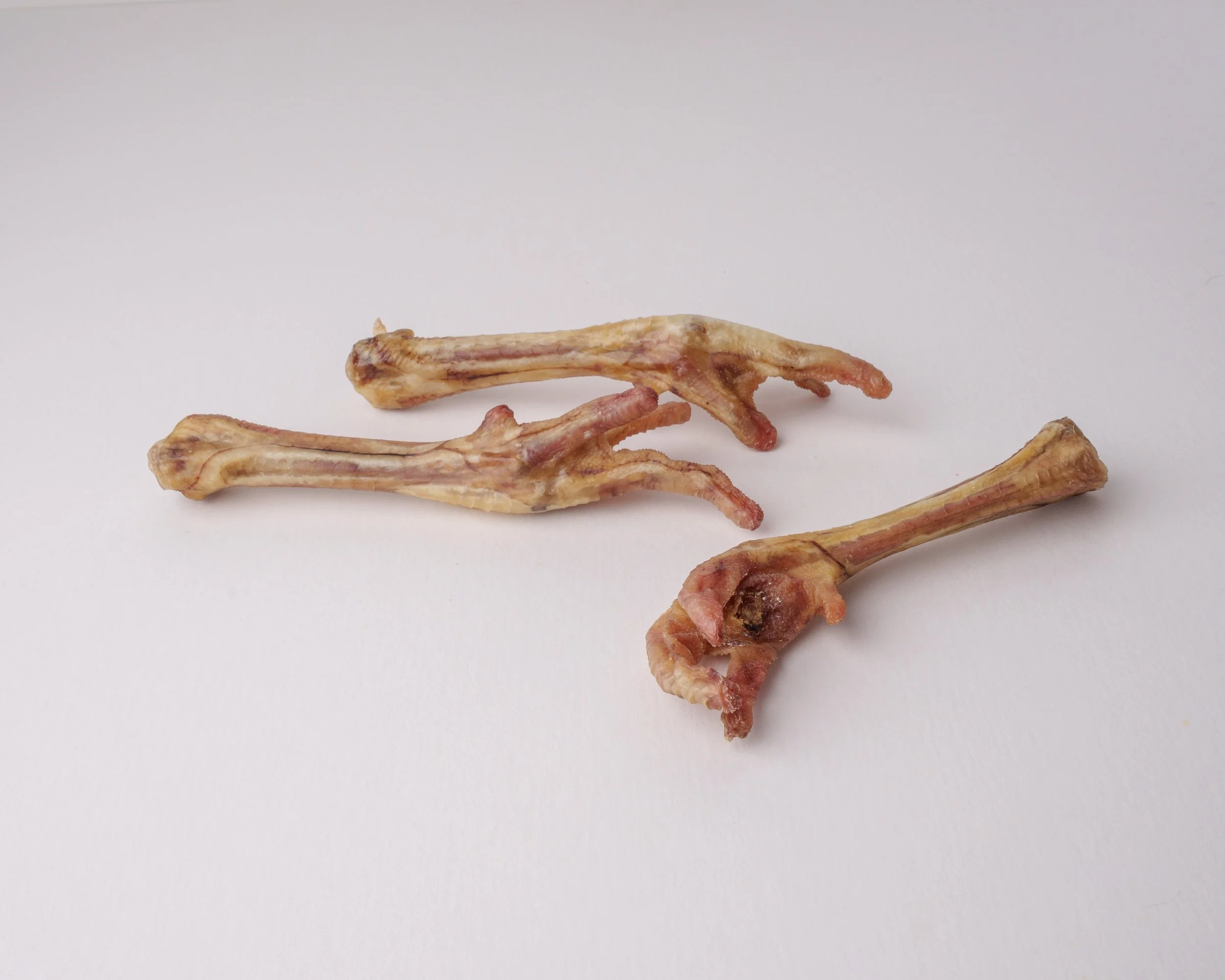 sweet canine-09442.jpg