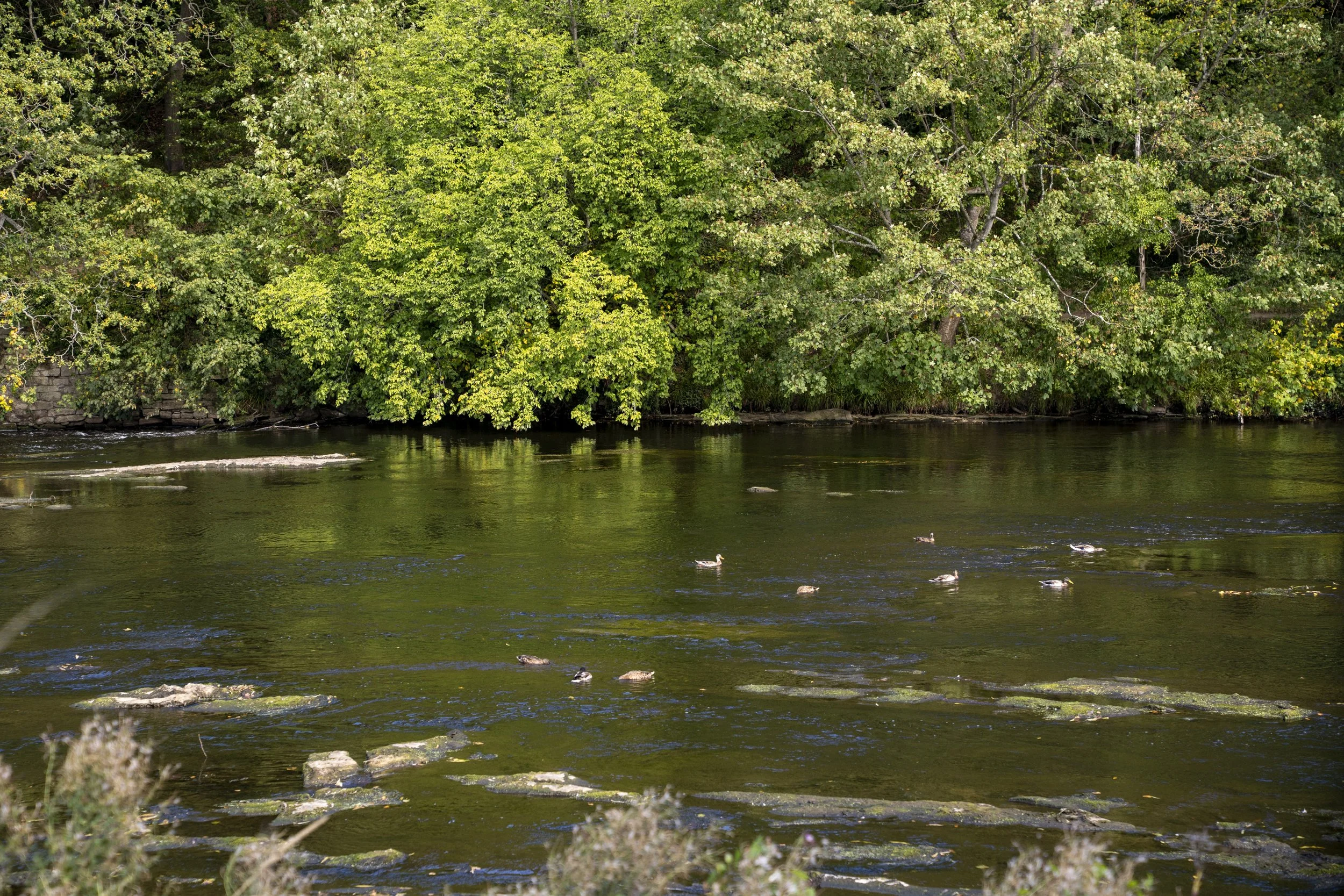 Finchale river-05497.jpg