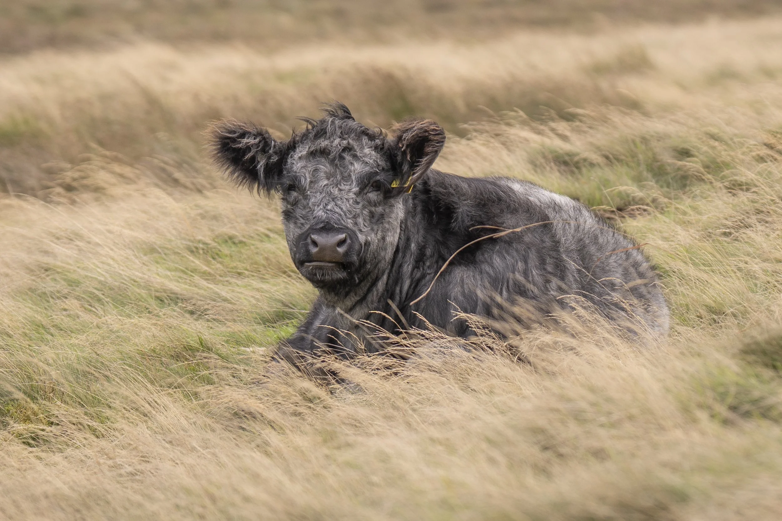 Sycamore Gap-05919.jpg