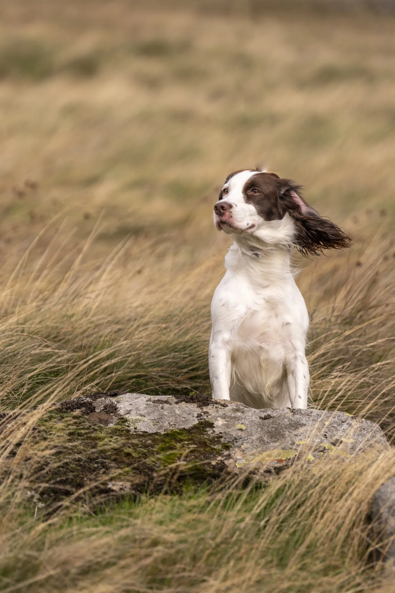 Sycamore Gap-05874.jpg