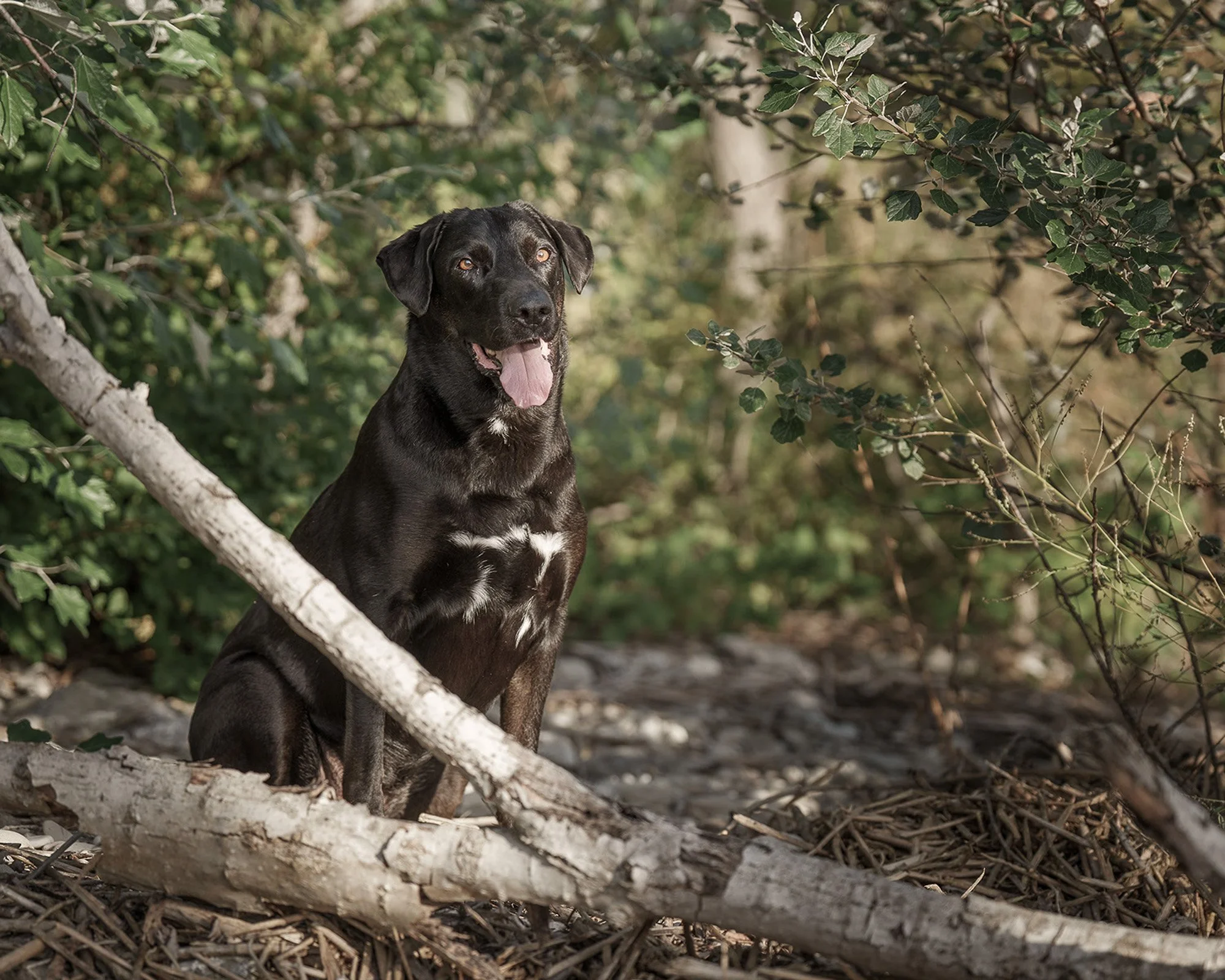 outdoor-dog-portrait-wainfleet-morgans-point-06297.jpg