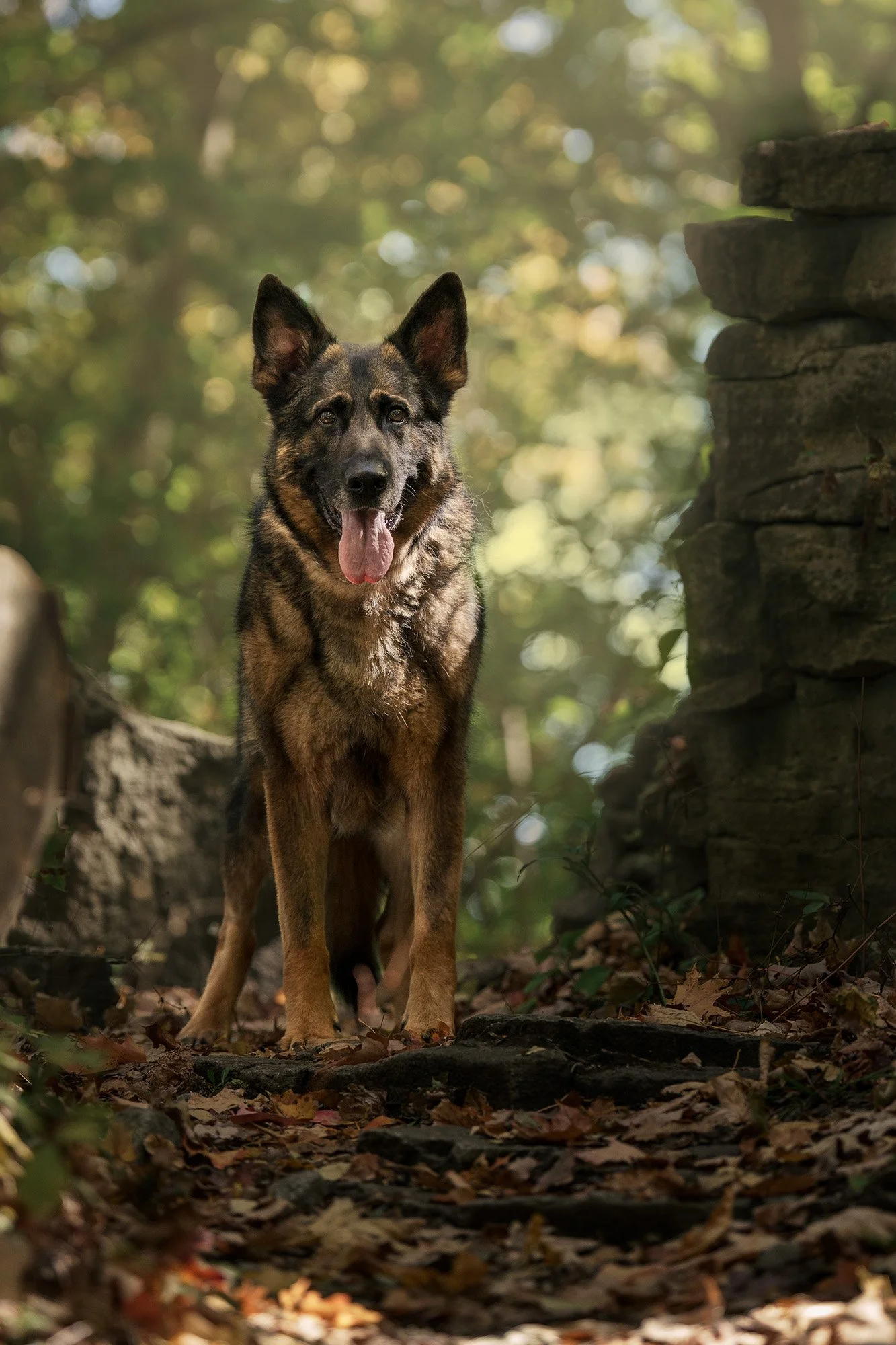 gsd- dog-portrait-woodend-consevation.jpg