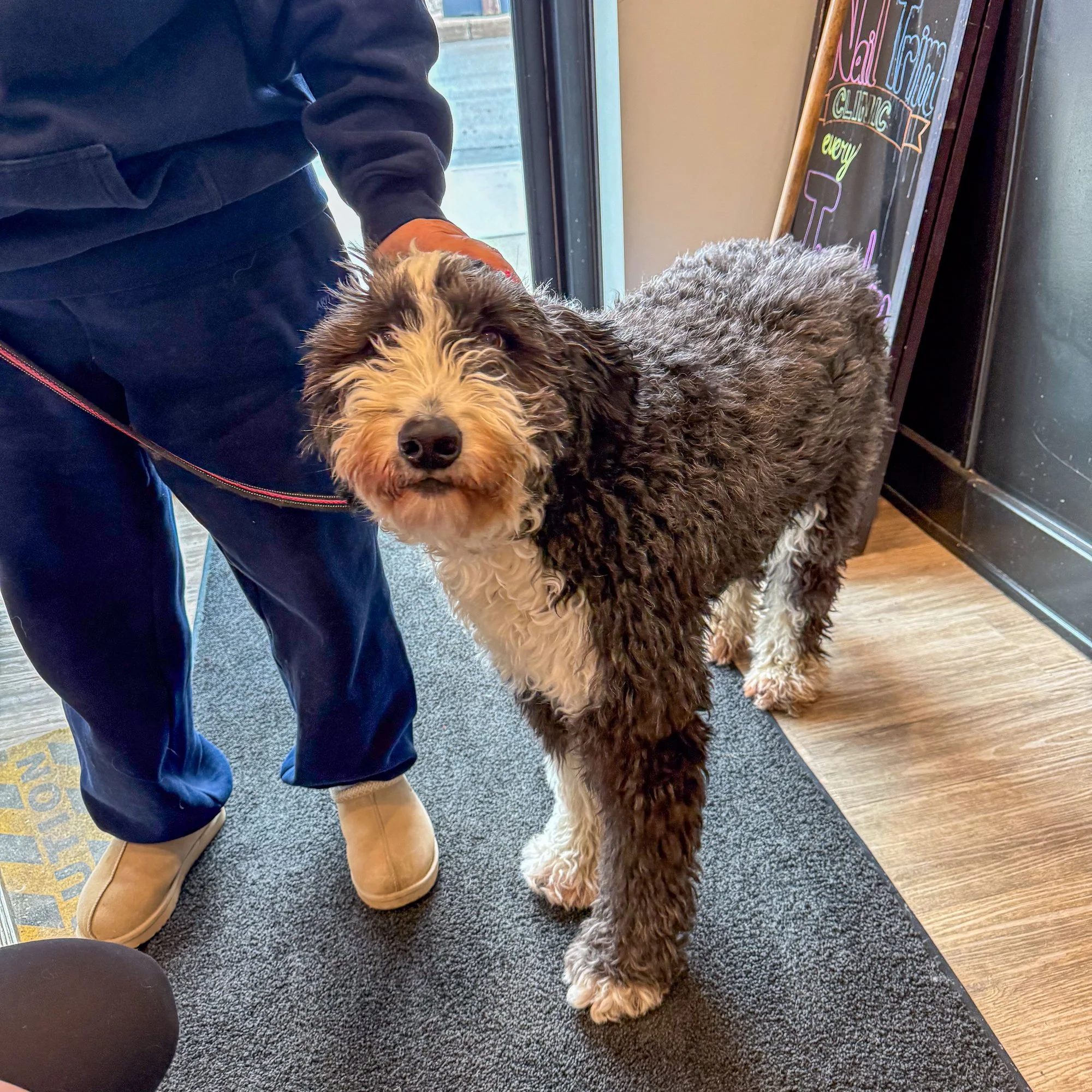 a doodle coming for a groom in Port Colborne