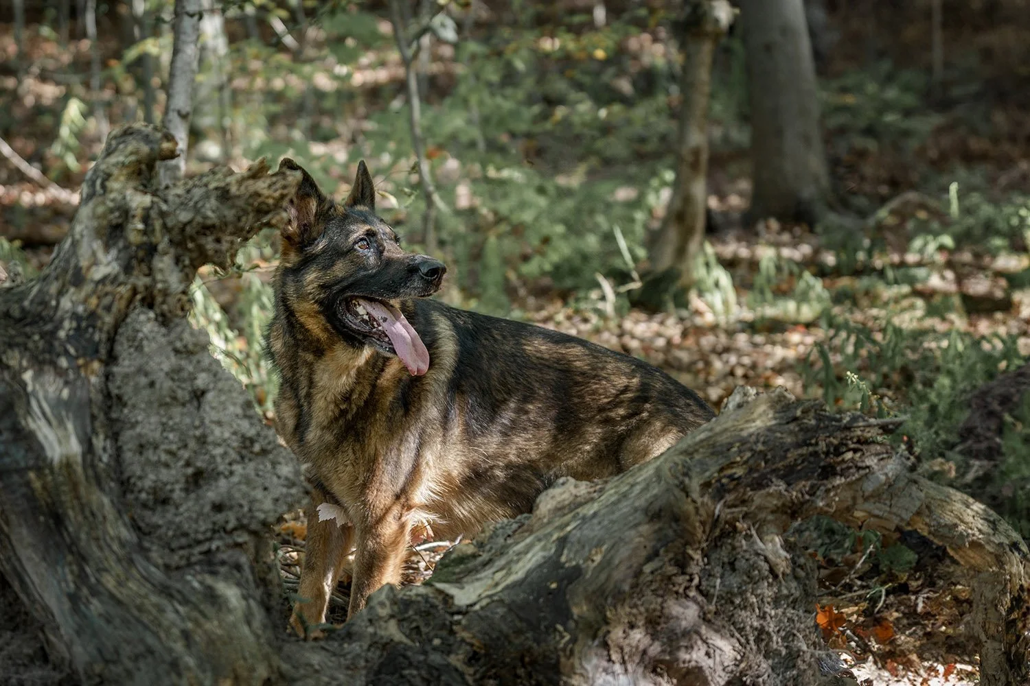 german-shepherd-rockway-glen-st-catharines.jpg