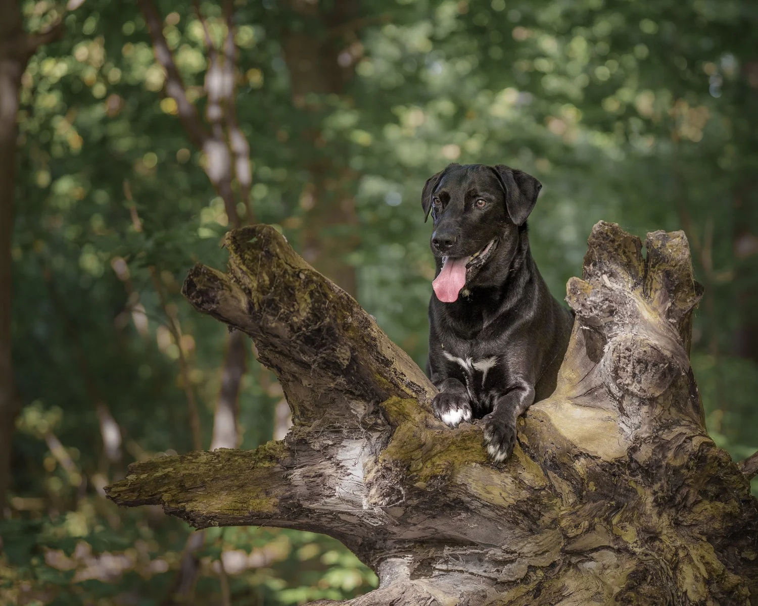 outdoor-in-a-tree-dog-portrait-wainfleet-06127.jpg