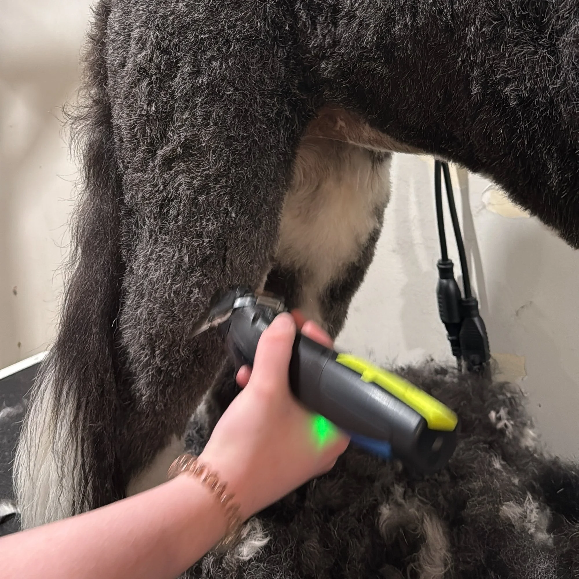 trimming a doodles hind legs