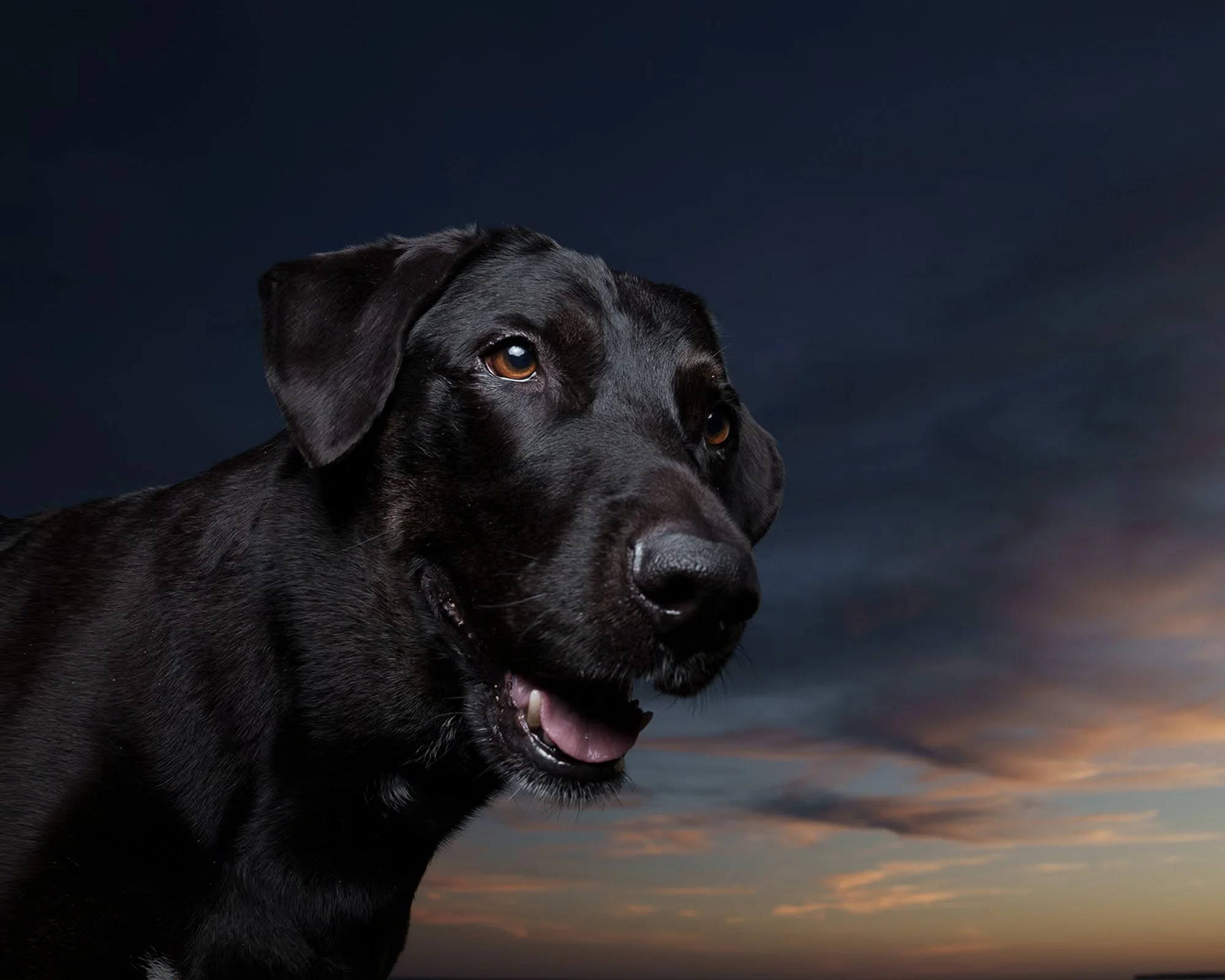 outdoor-night-dog-portrait-wainfleet-morgans-point-06373.jpg