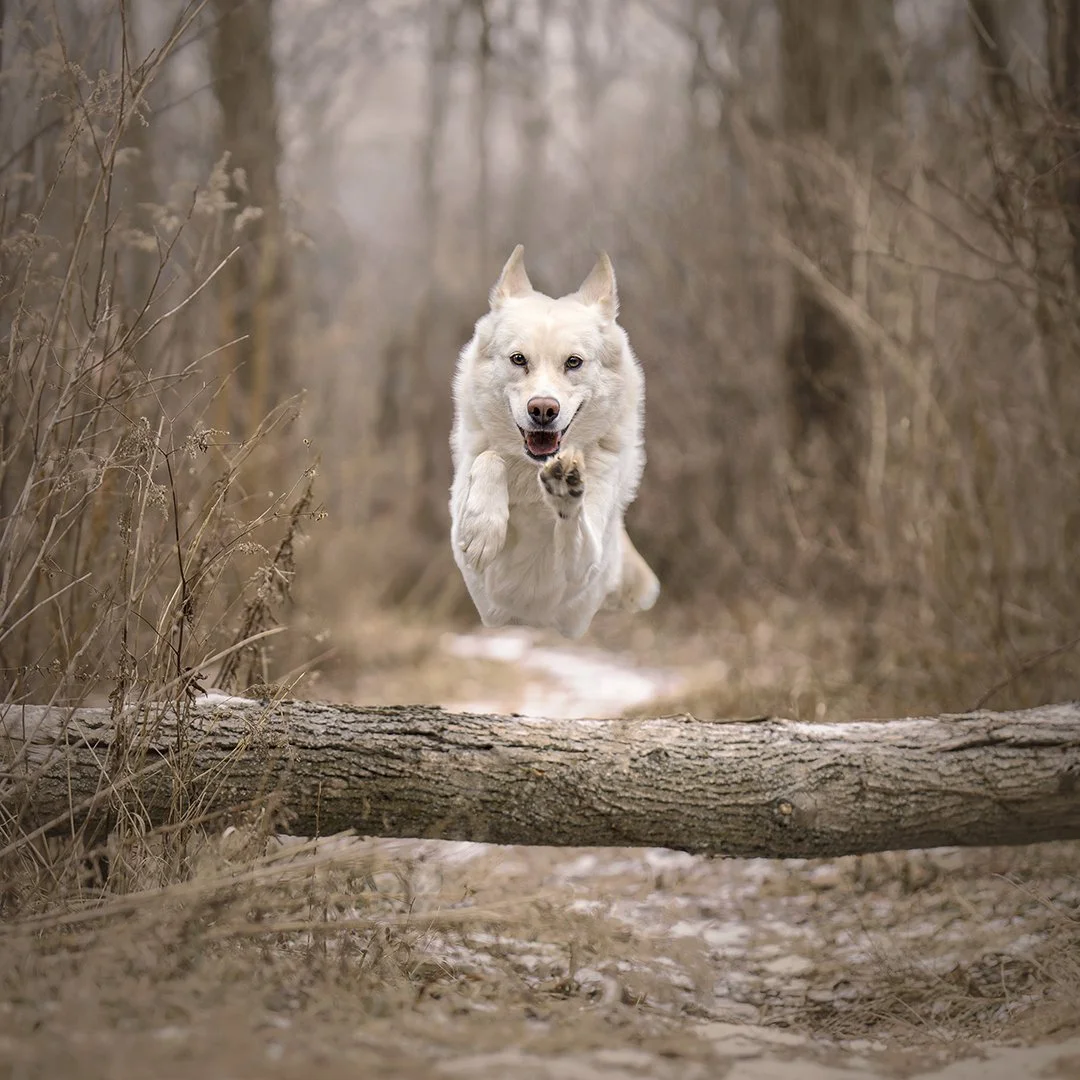 outdoor-action-dog-prtrait-mud-lake.jpg