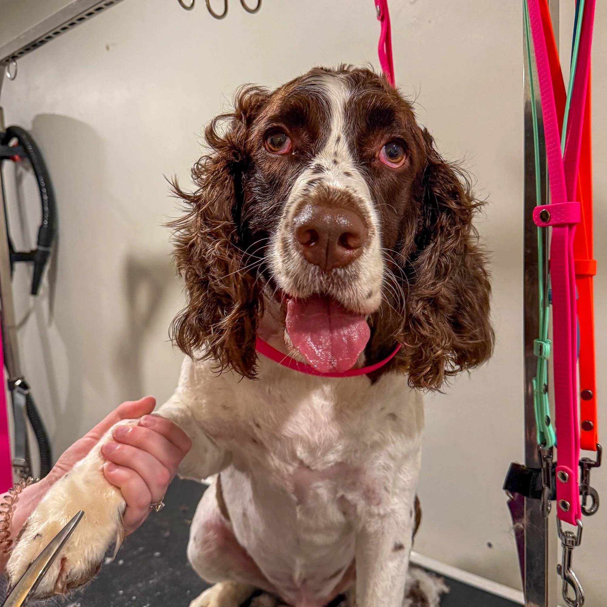 a happy spaniel getting their paws trimmed