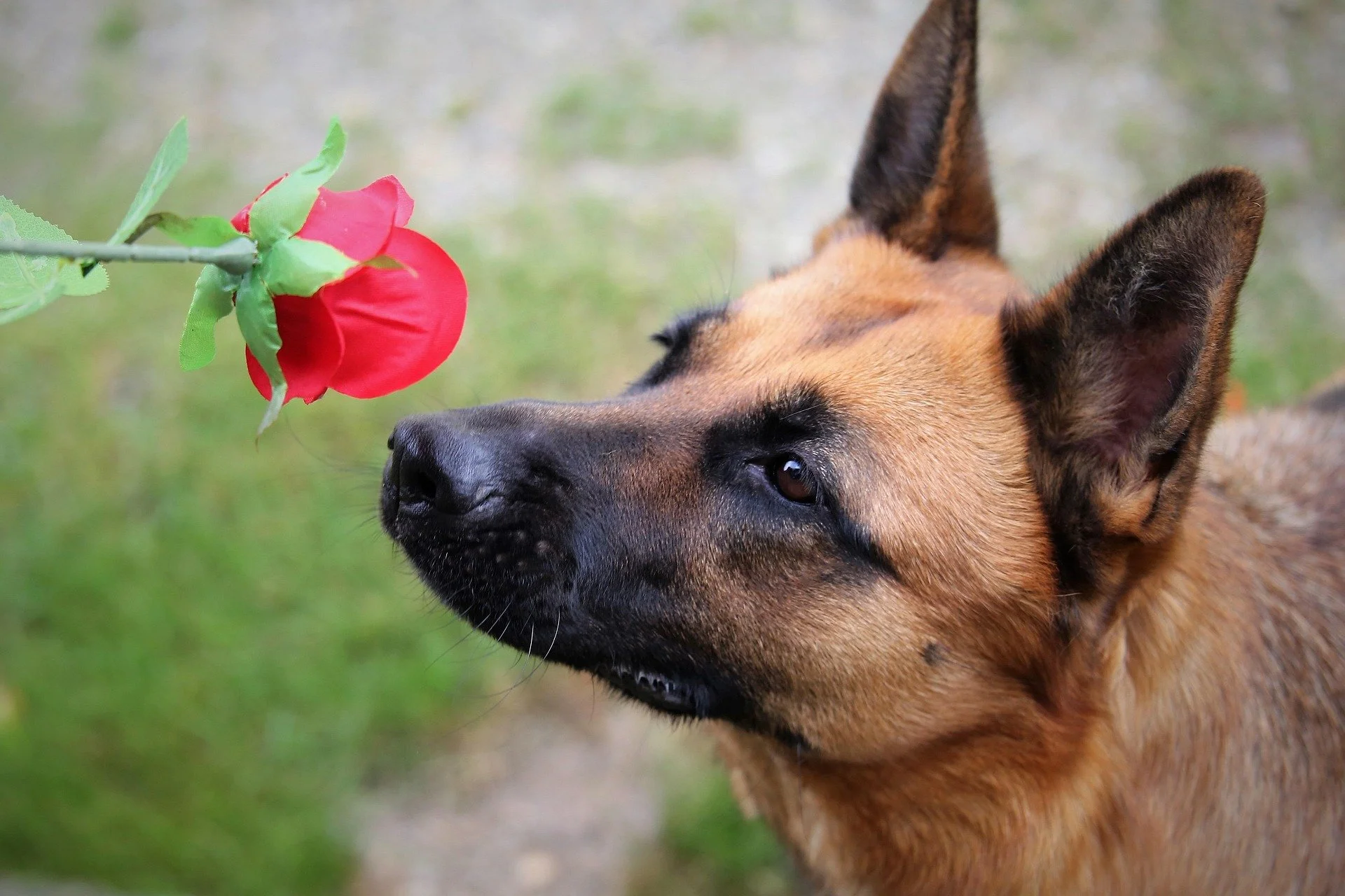 a GSD smelling a rose
