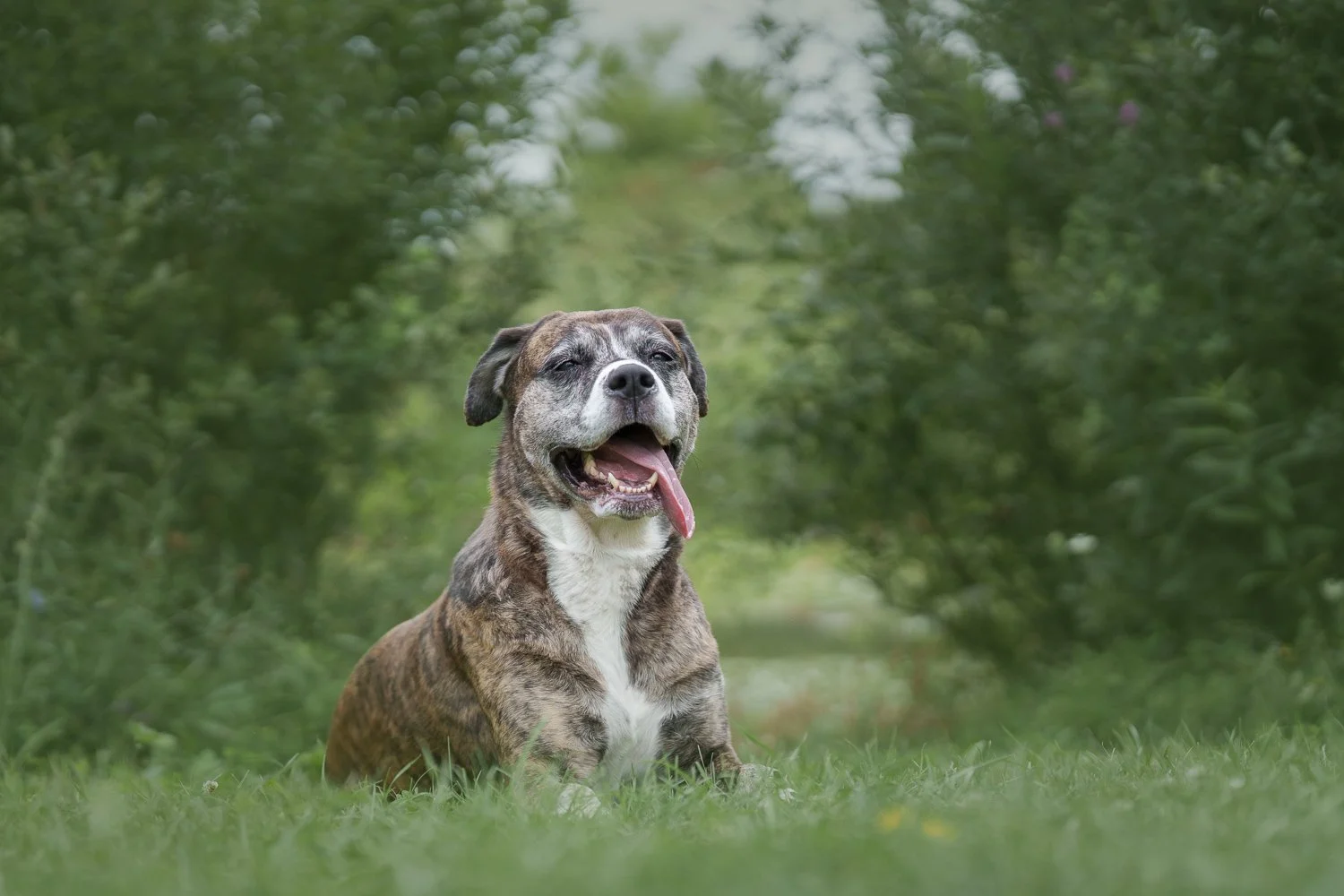 a happy Pit Bull in the grasses at EC Brown
