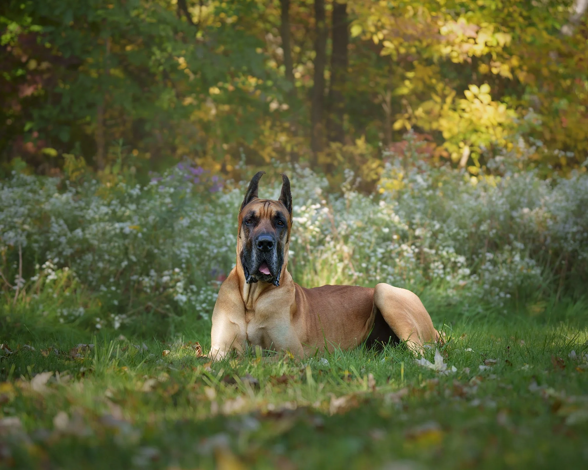 A great Dane relaxing in the garden