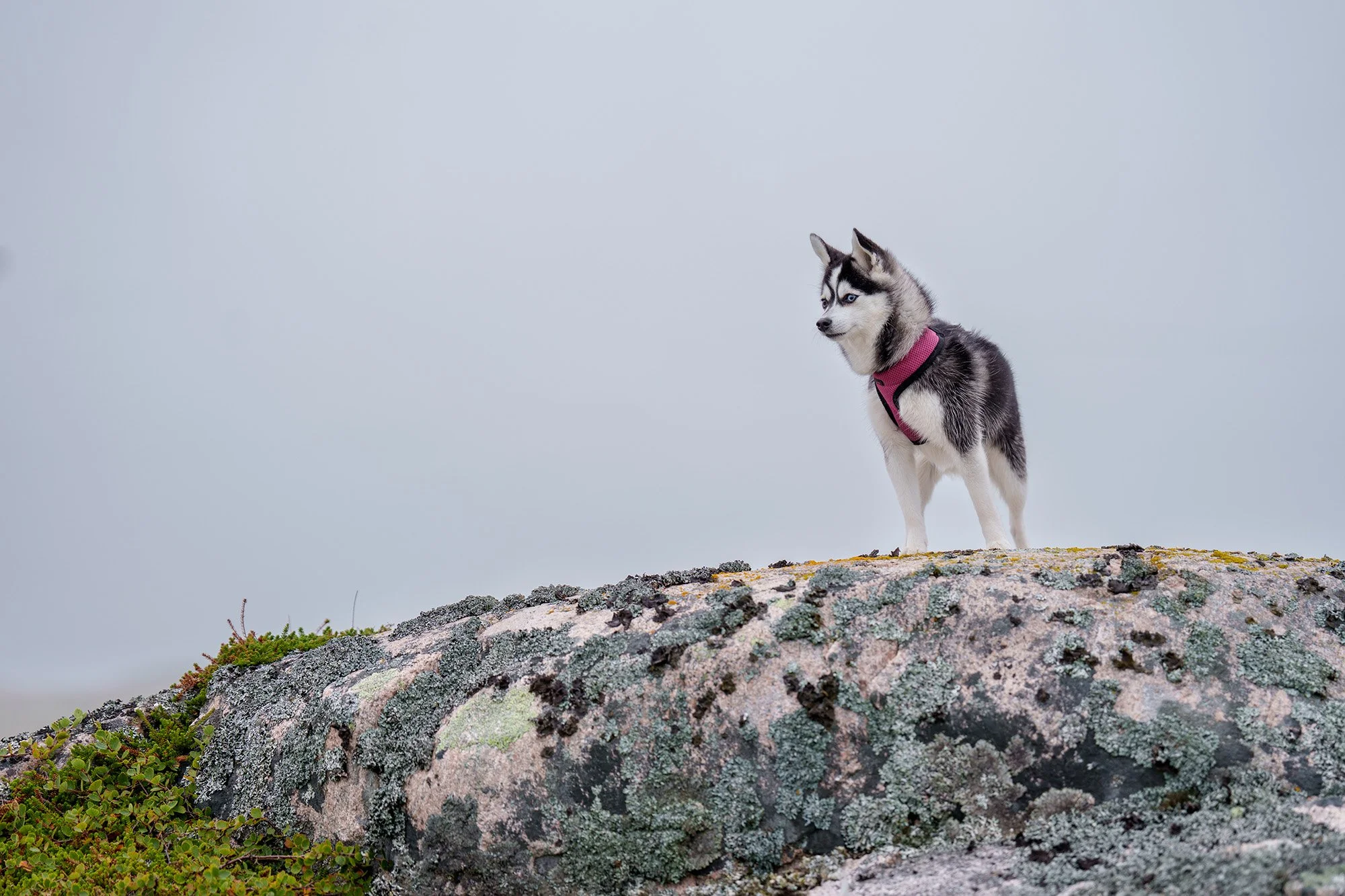 An Alaskan Klee Kai looking out over the landscape from a rock