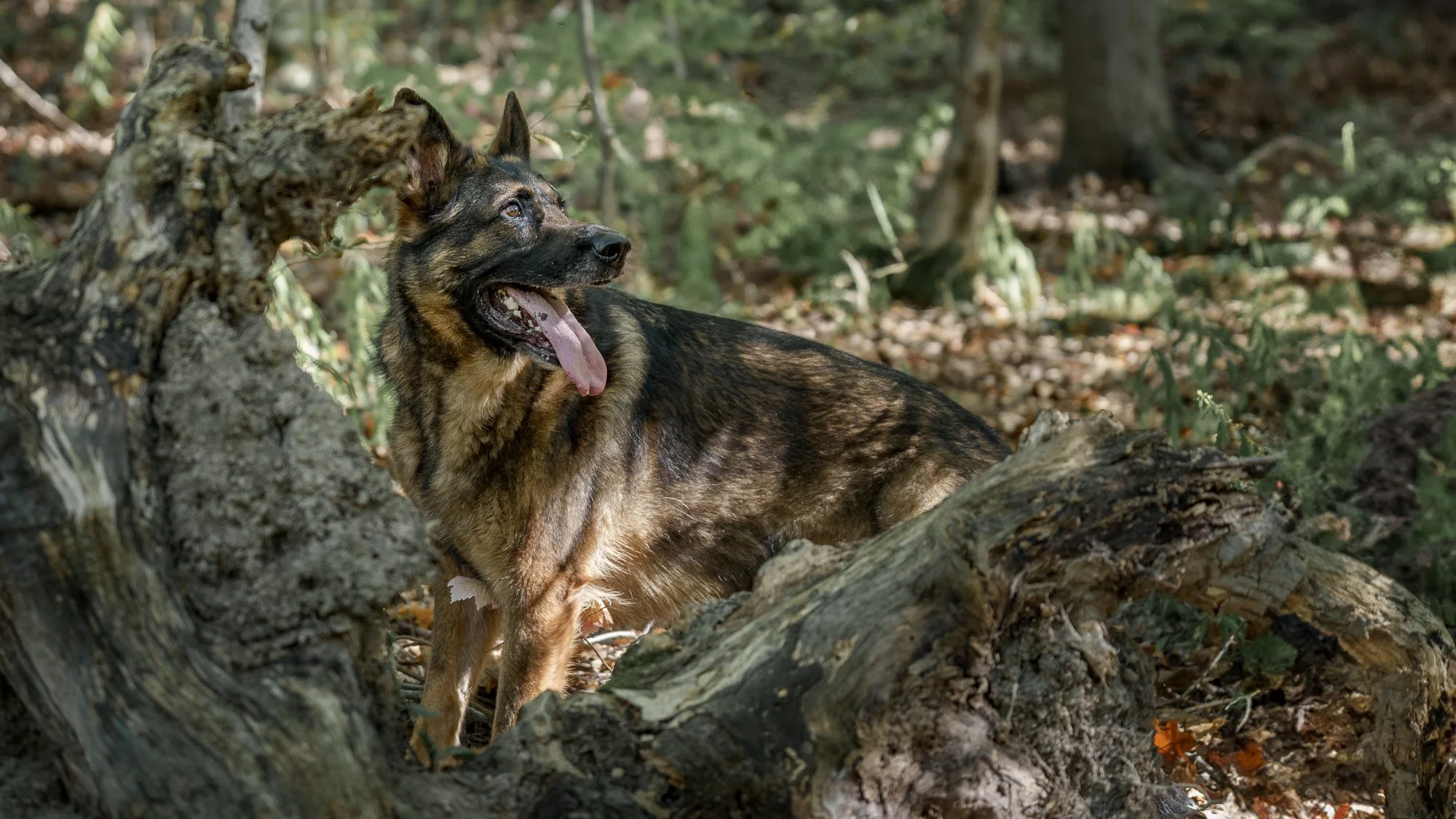 a German Shepherd portrait in the woodland of Rockway Glen