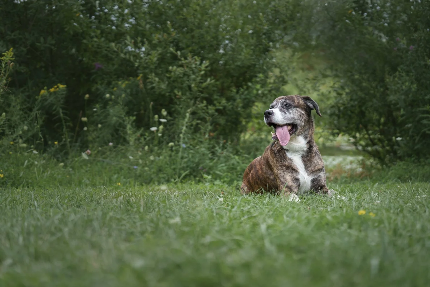 a Pit Bull relaxing in the grass framed by trees