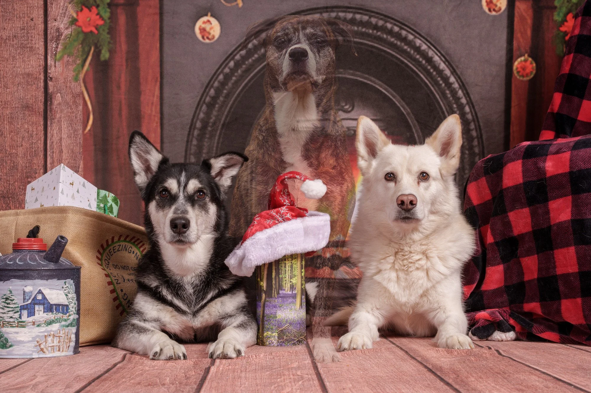 A Christmas portrait of three dogs